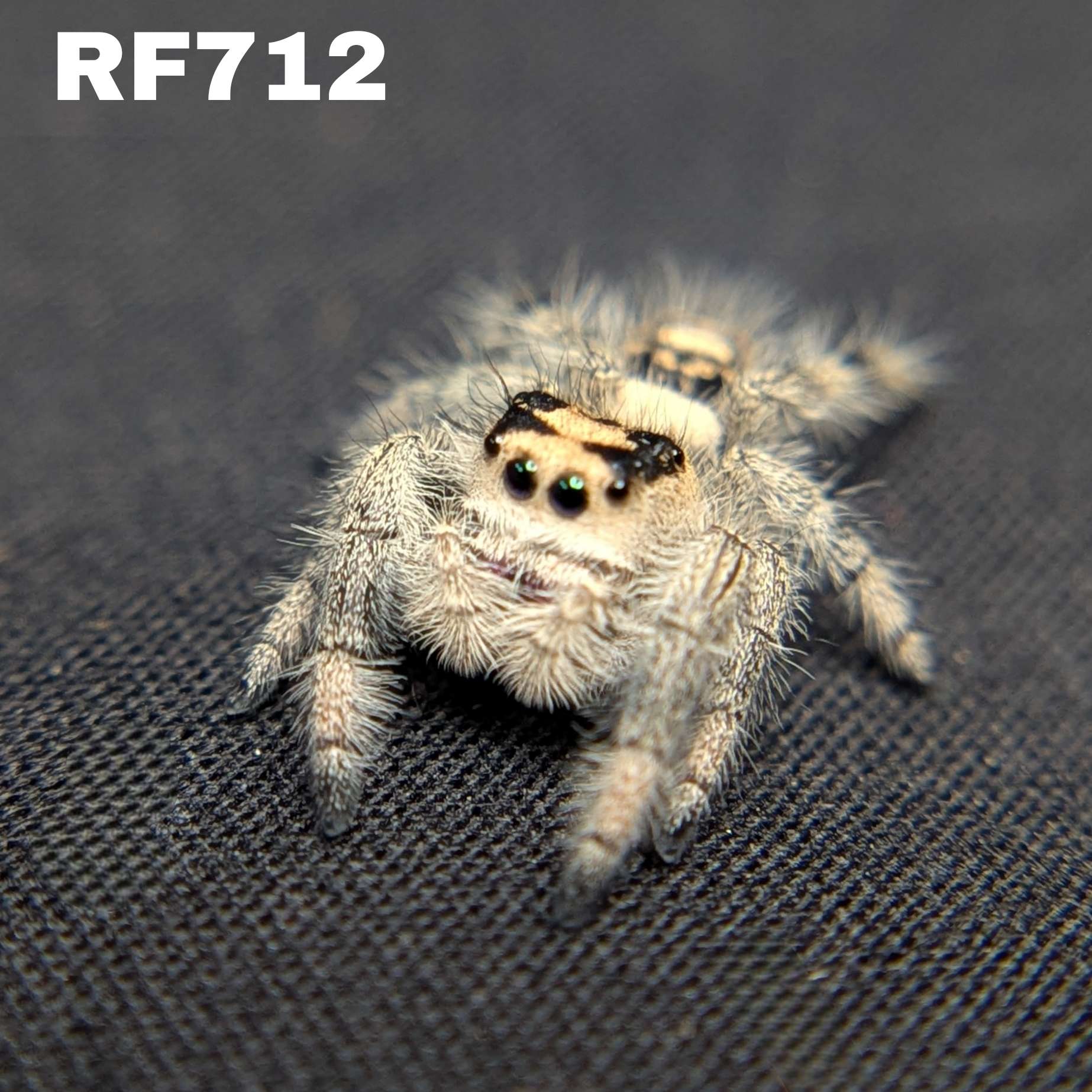 Regal Jumping Spider "Tofu"