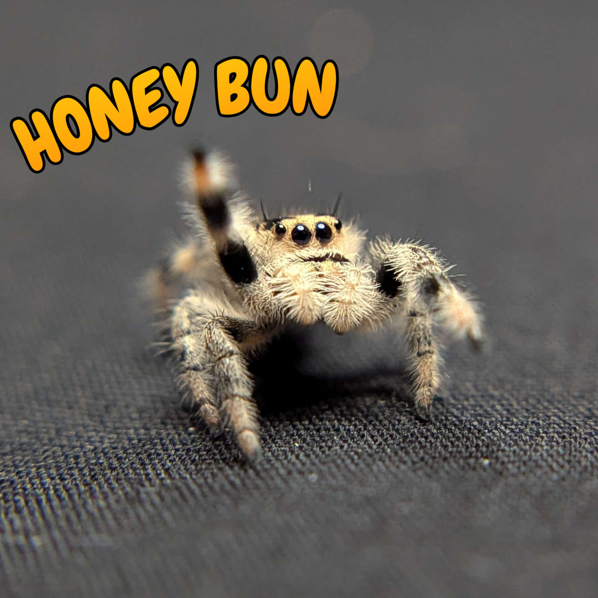 Regal Jumping Spider "Honey Bun"