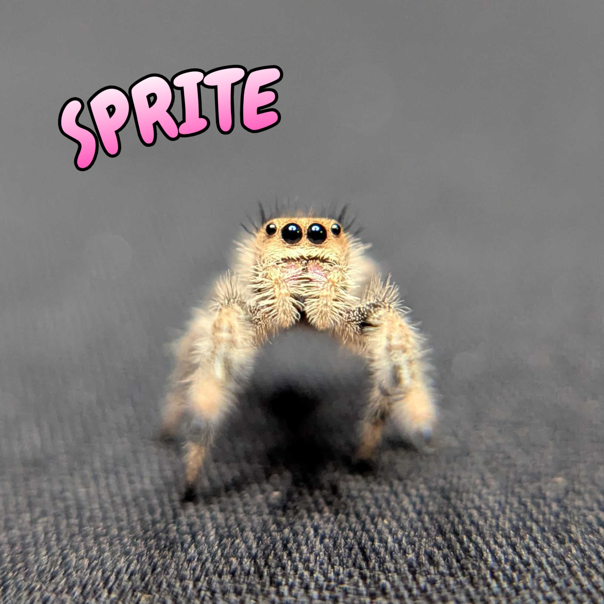 Regal Jumping Spider “Sprite”