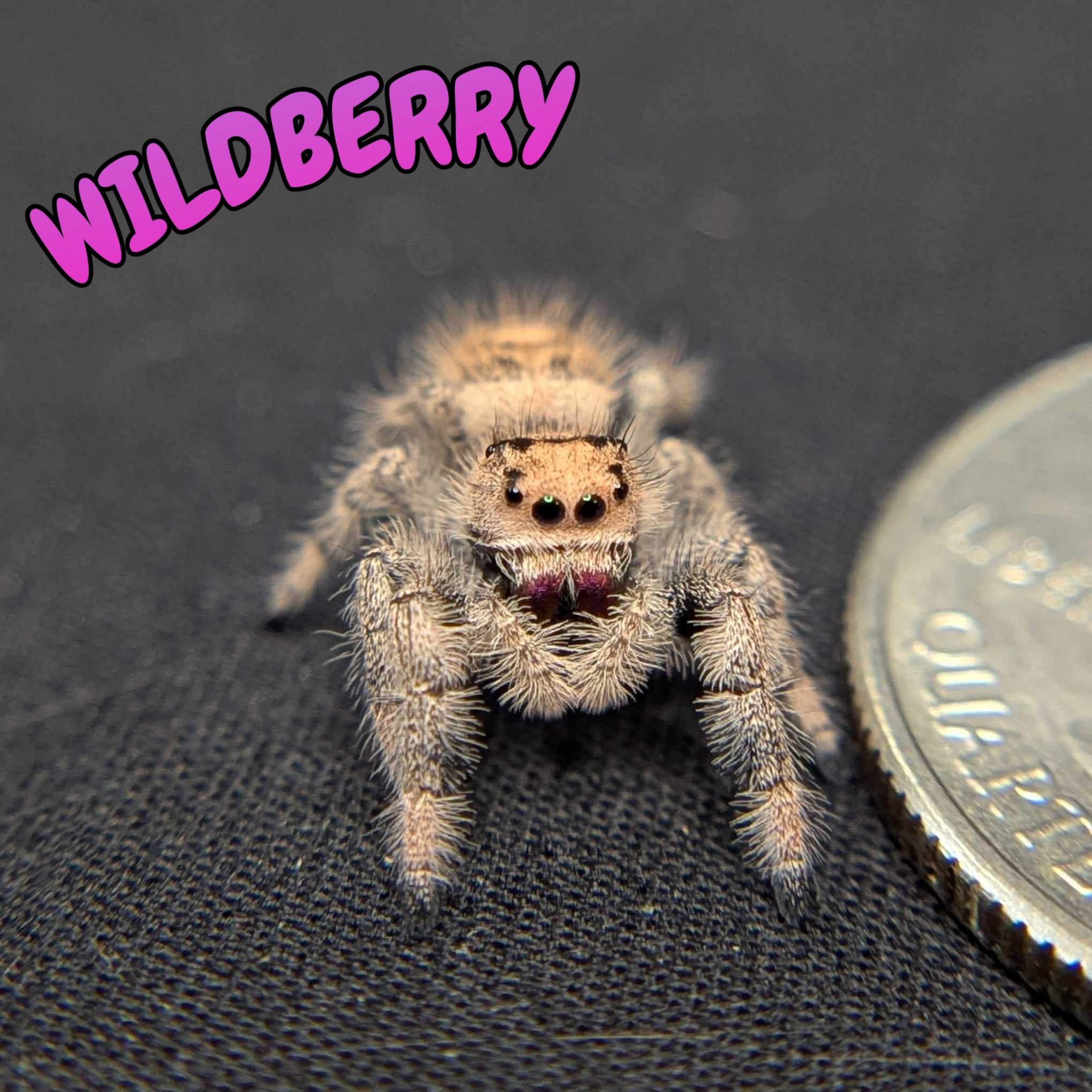 Regal Jumping Spider "Wildberry"