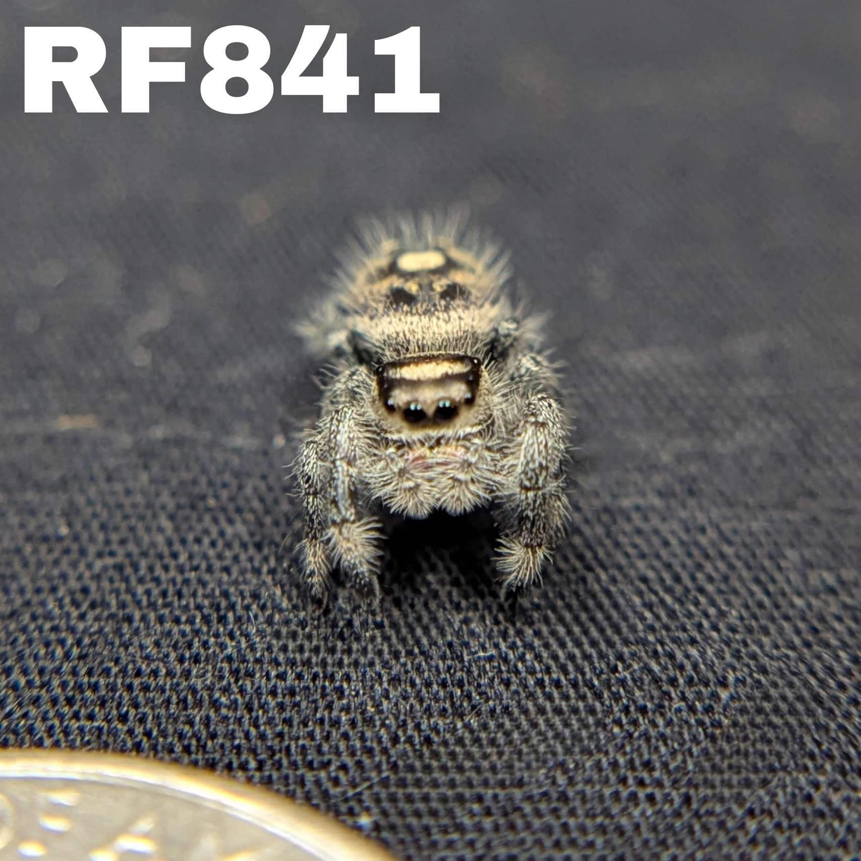Regal Jumping Spider "Cashew"