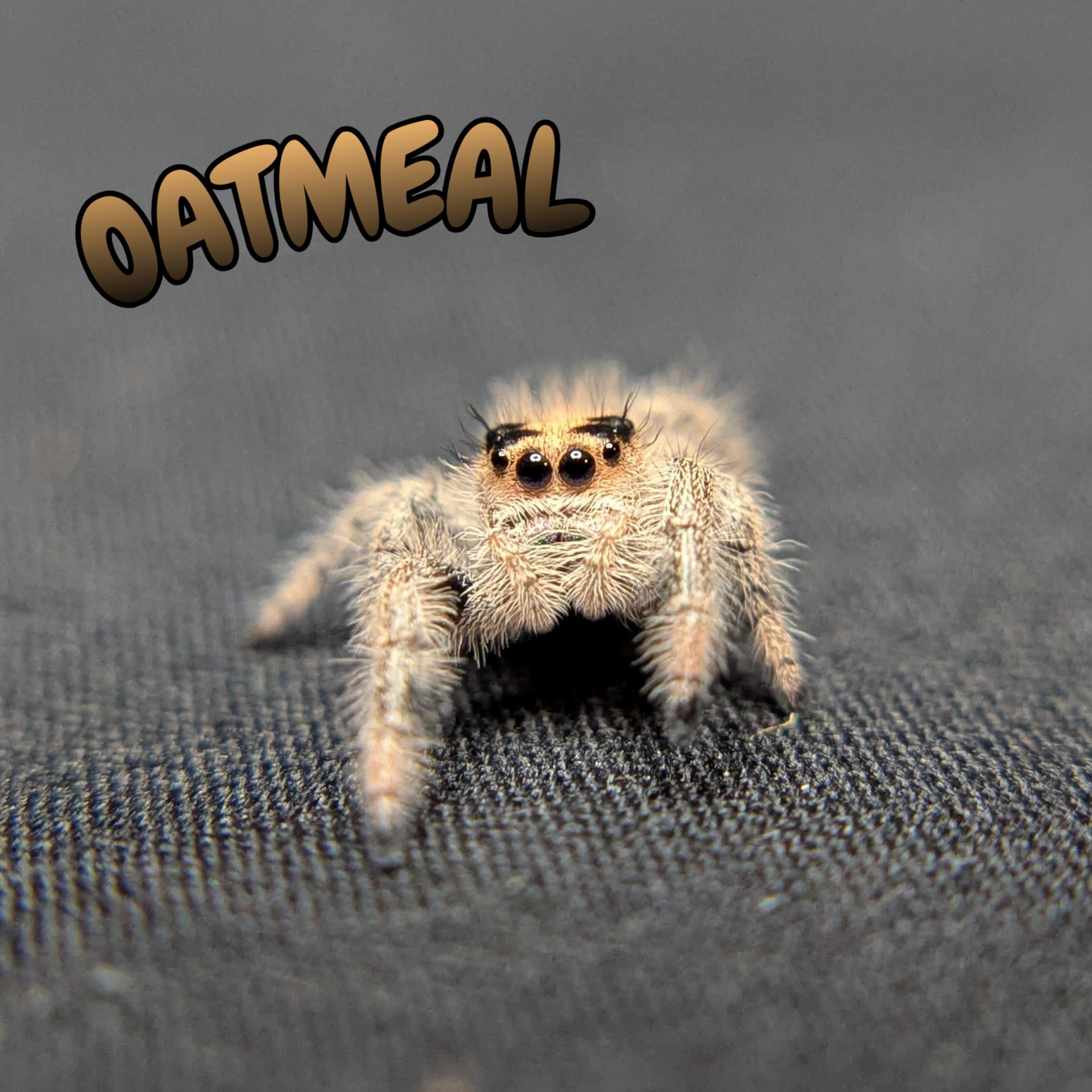Regal Jumping Spider "Oatmeal"