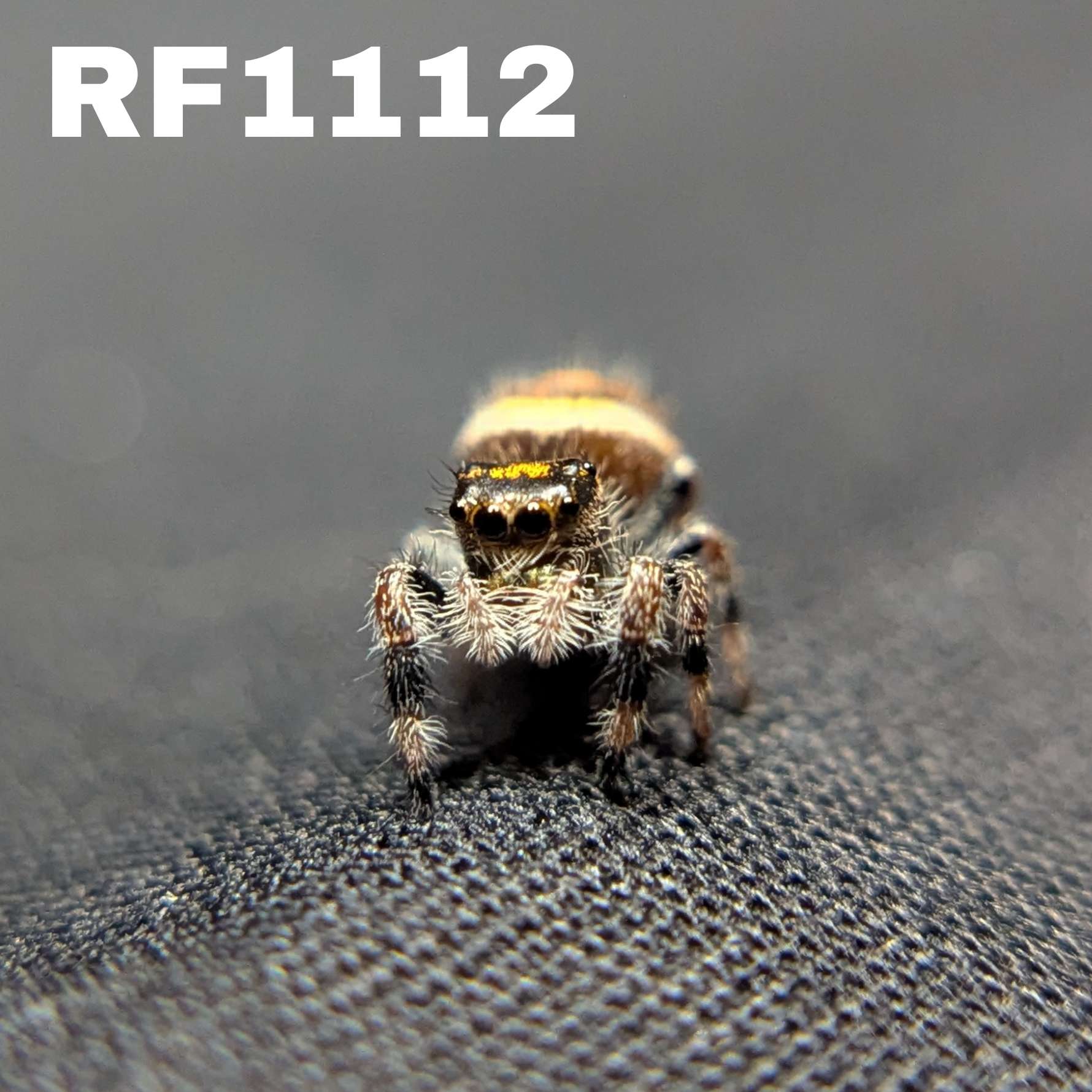 Regal Jumping Spider "Pinecone"