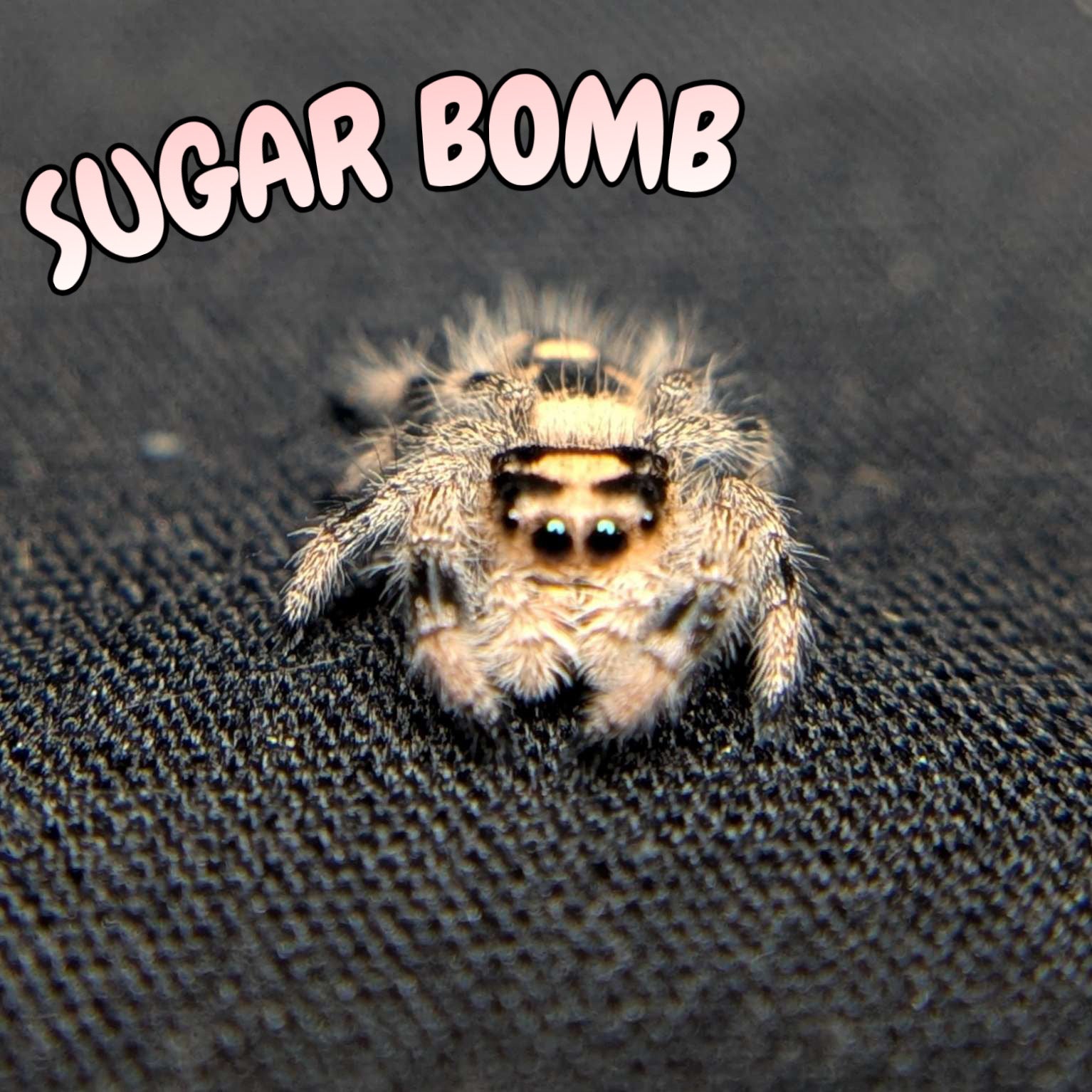 Regal Jumping Spider "Sugar Bomb"