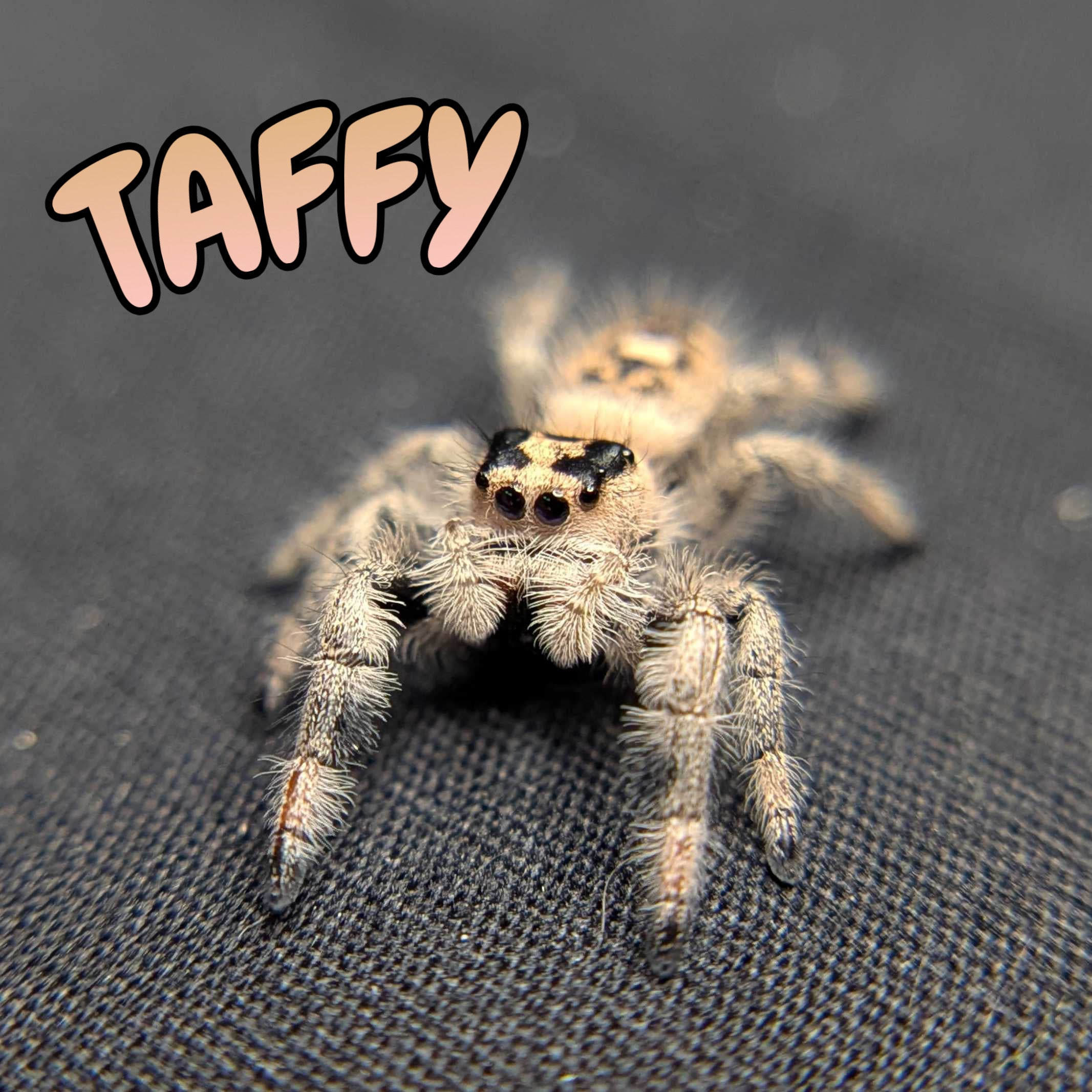 Regal Jumping Spider "Taffy"