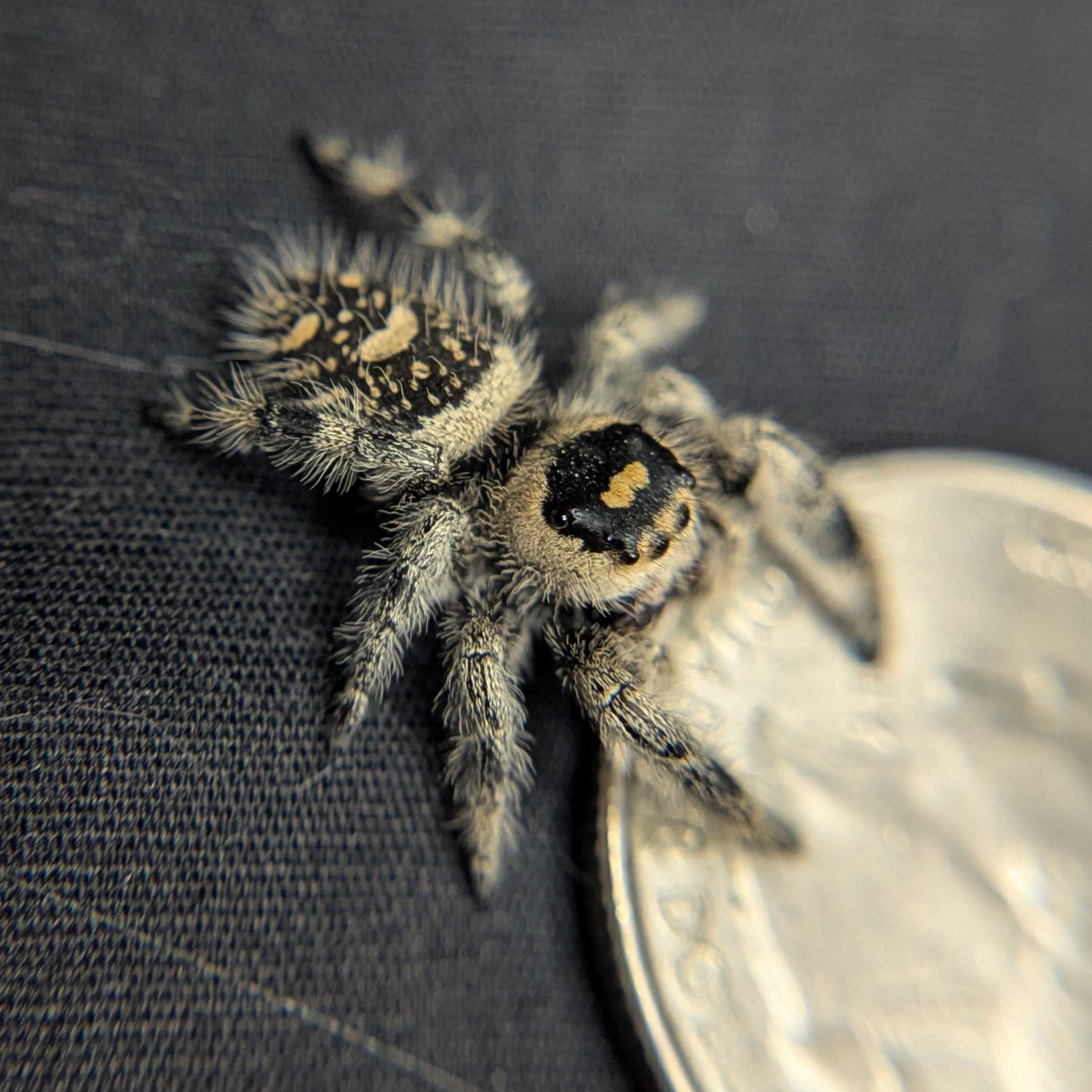 Regal Jumping Spider "Sherbert"