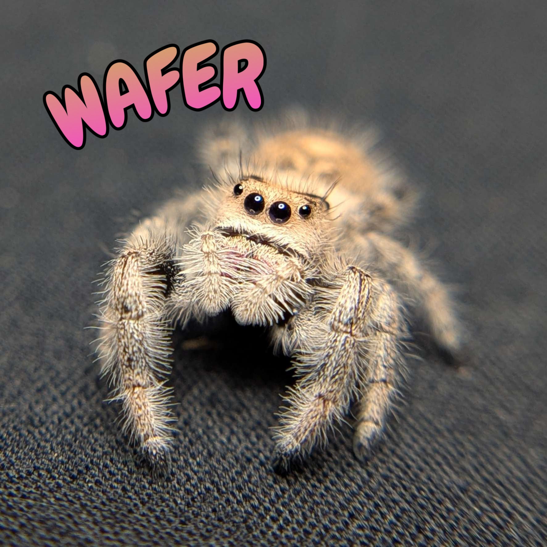 Regal Jumping Spider "Wafer"