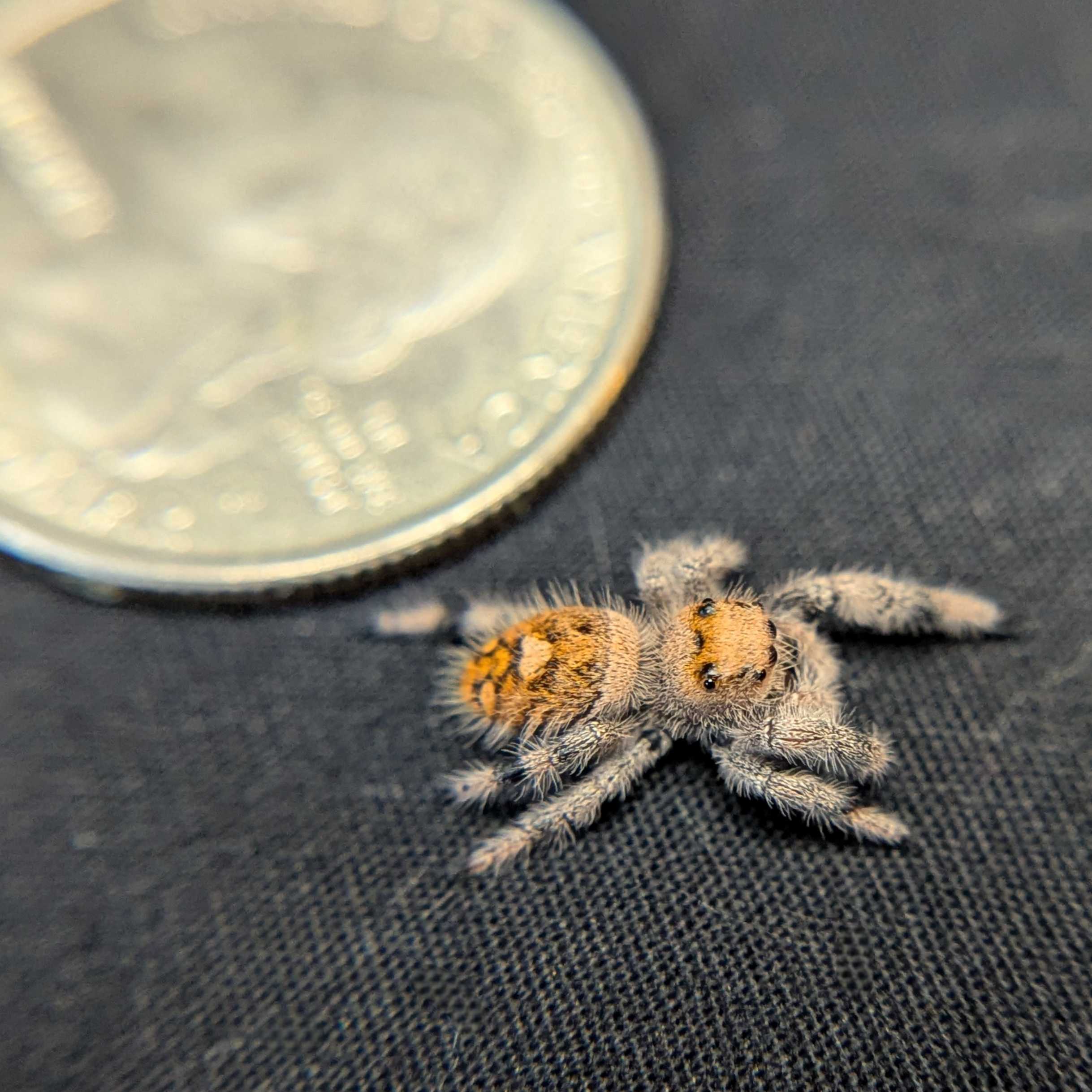 Regal Jumping Spider "Joy"