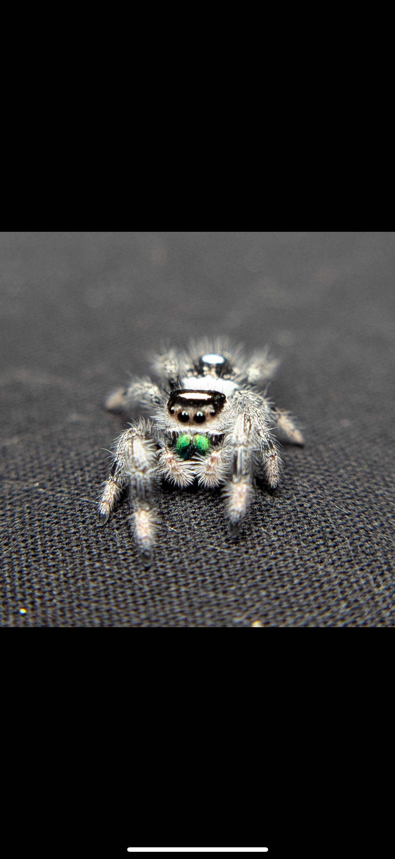 Regal Jumping Spider "North"
