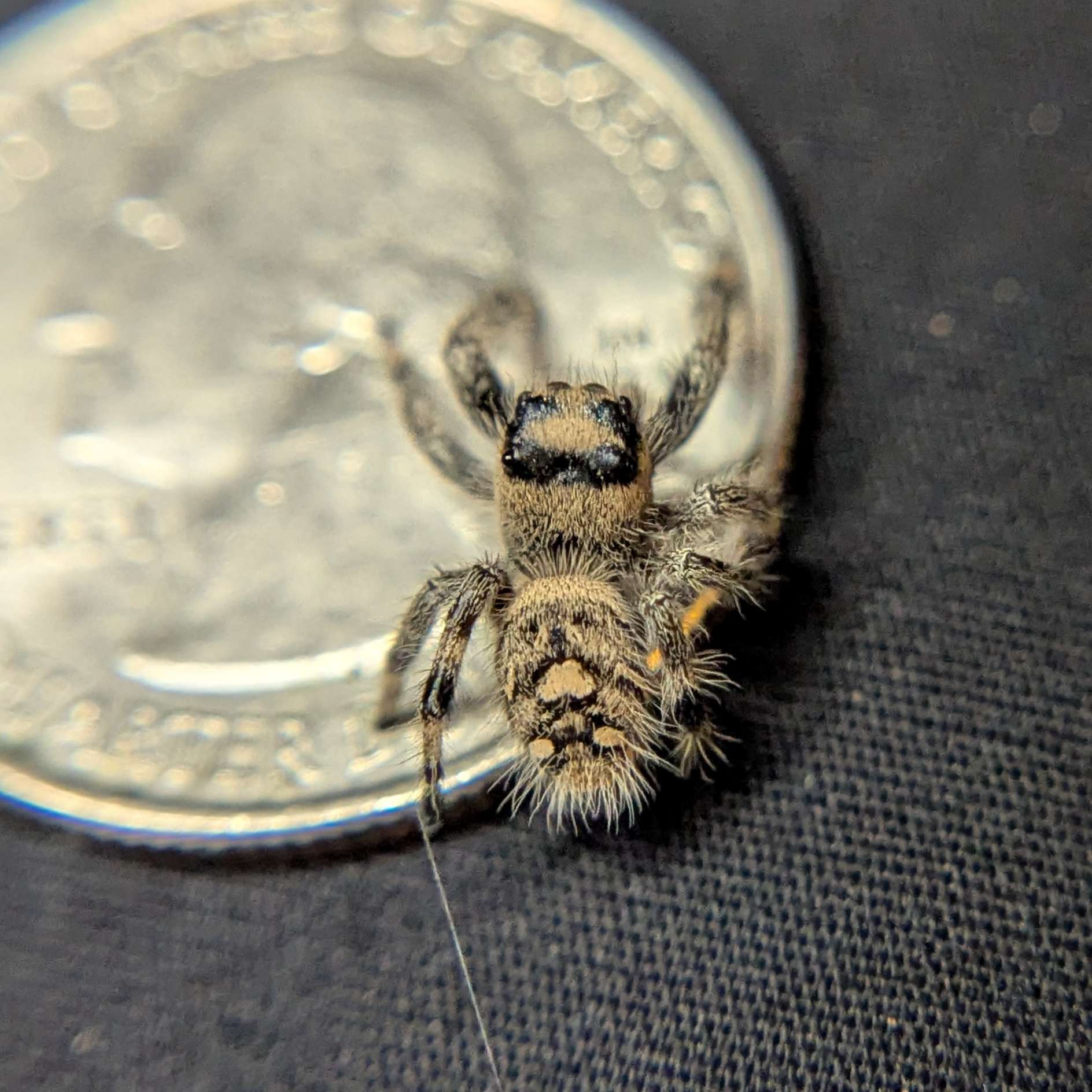 Regal Jumping Spider "Cookie"