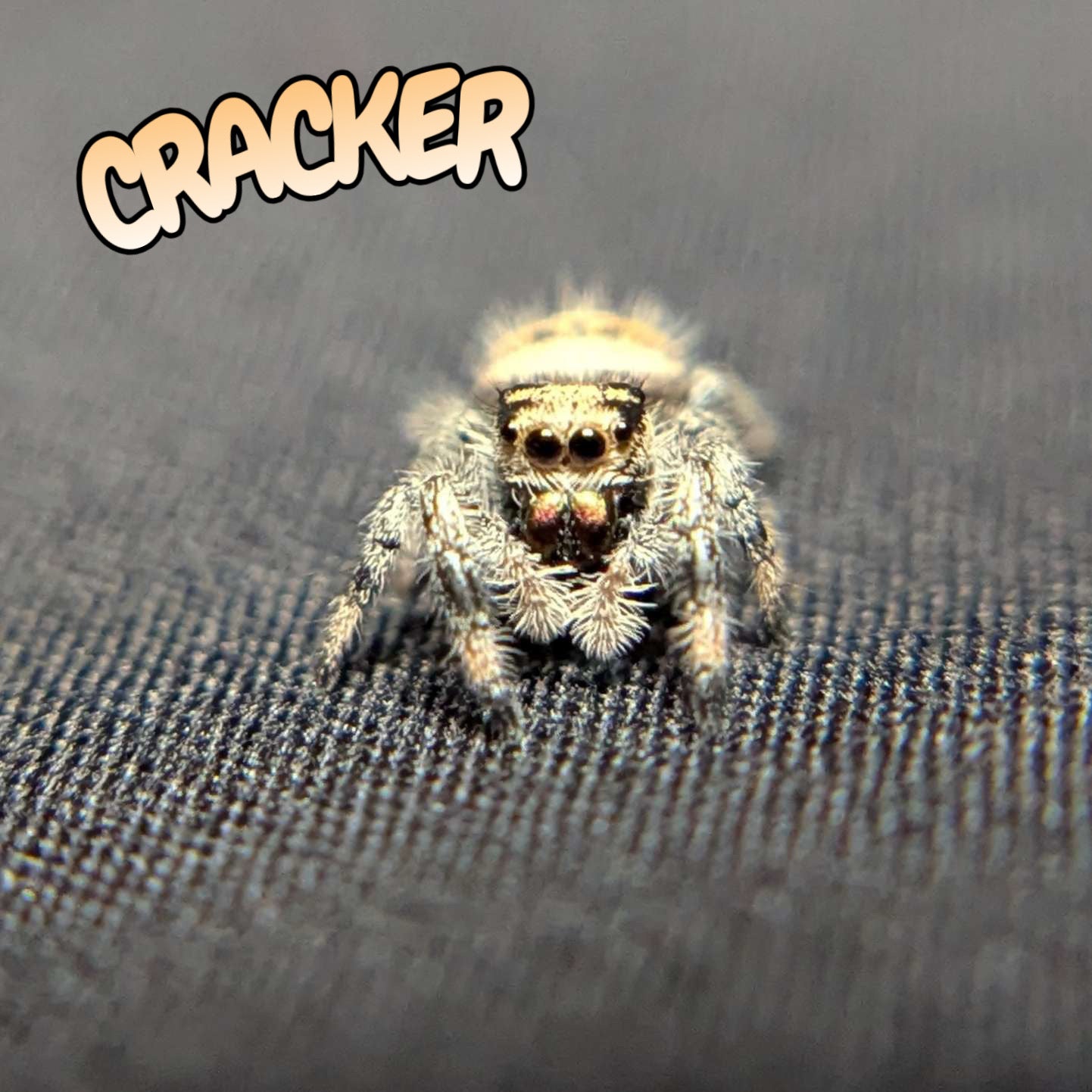 Regal Jumping Spider "Cracker"