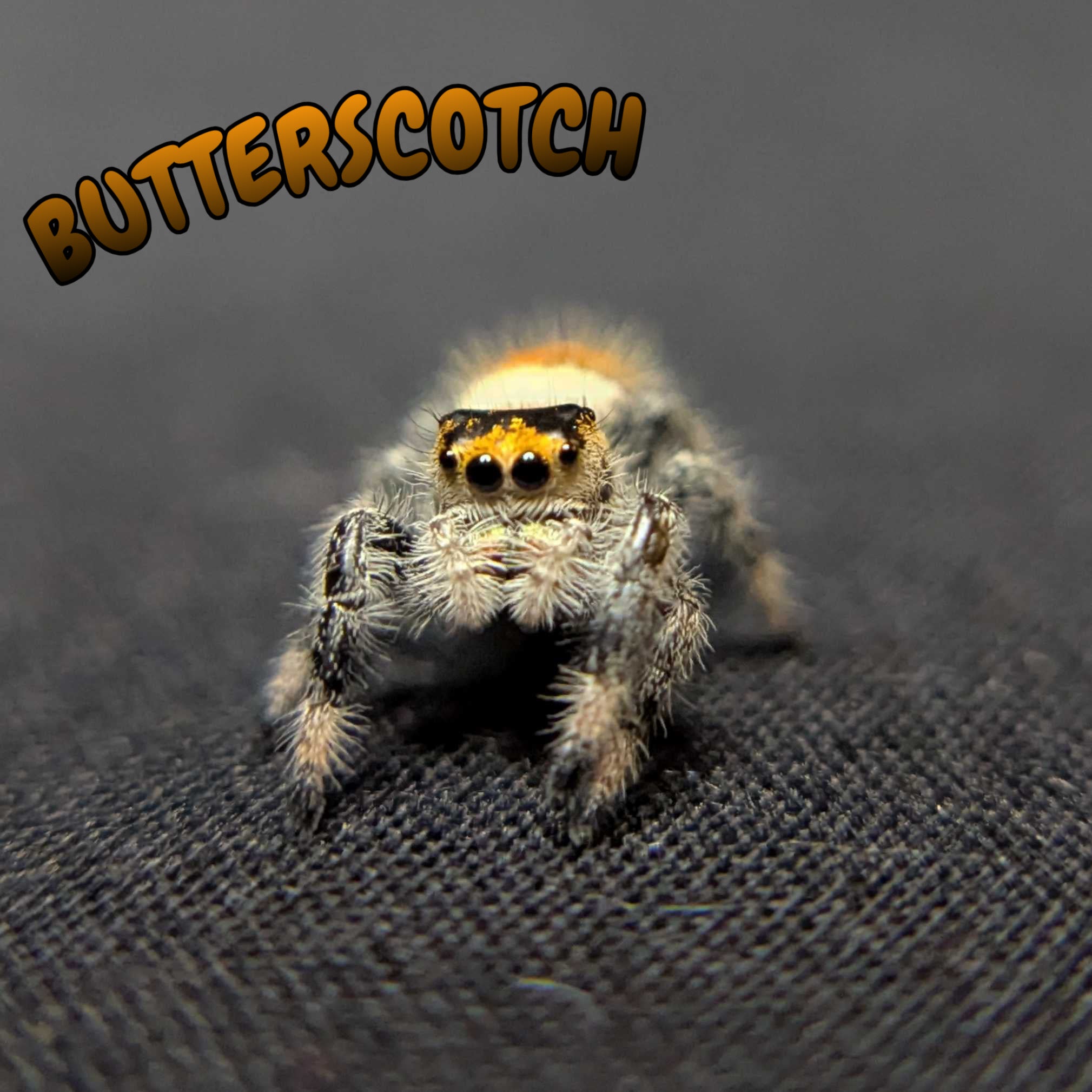 Regal Jumping Spider “Butterscotch”