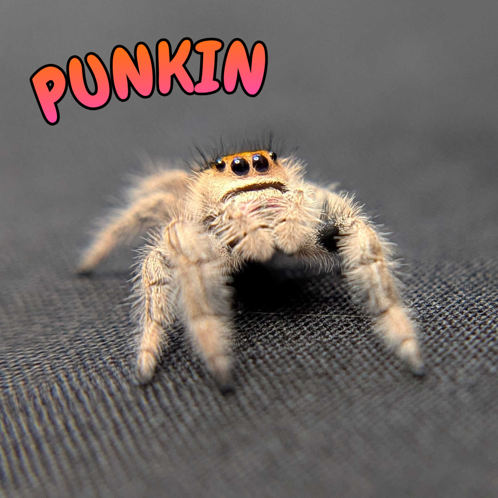 Regal Jumping Spider "Punkin"