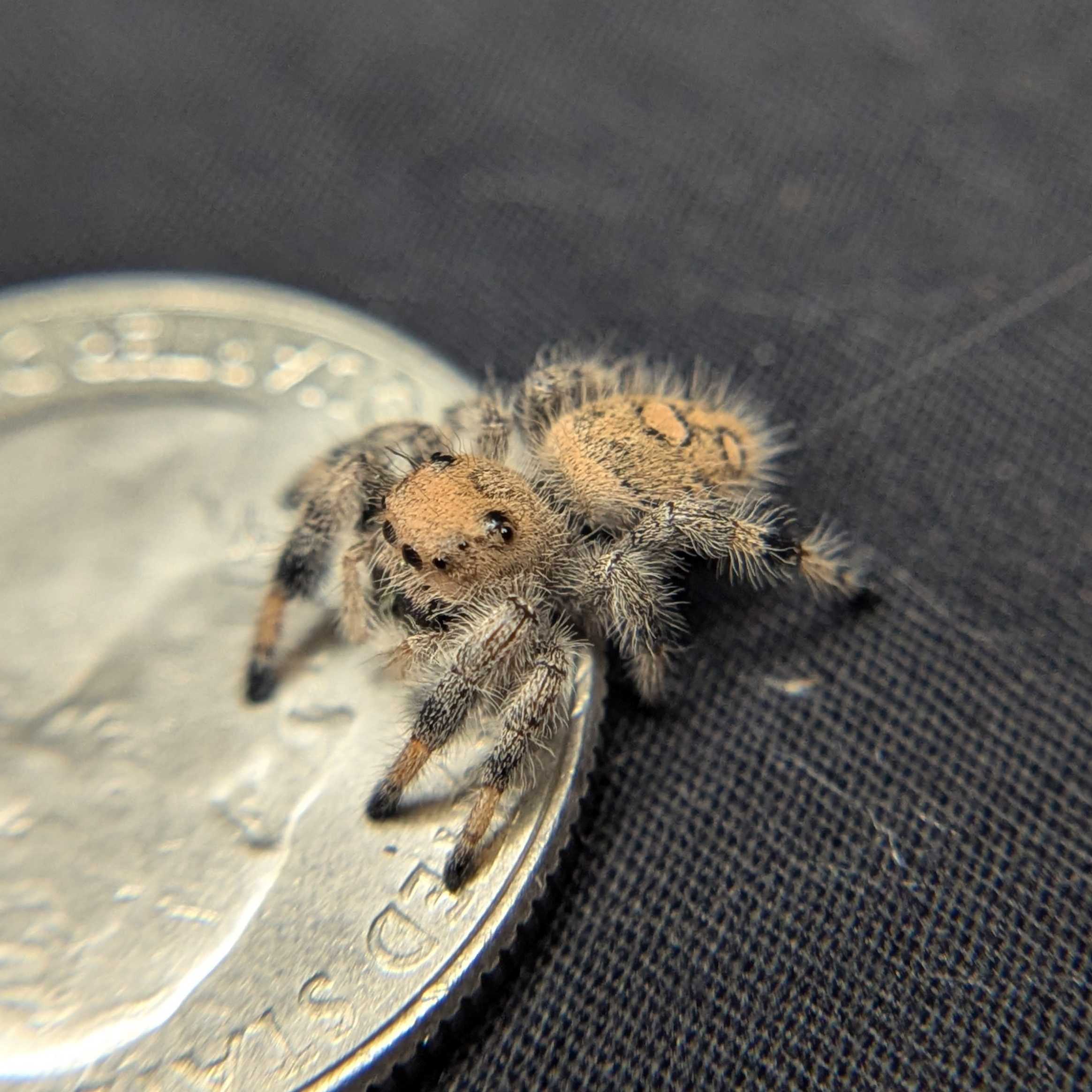 Regal Jumping Spider "Pixie"