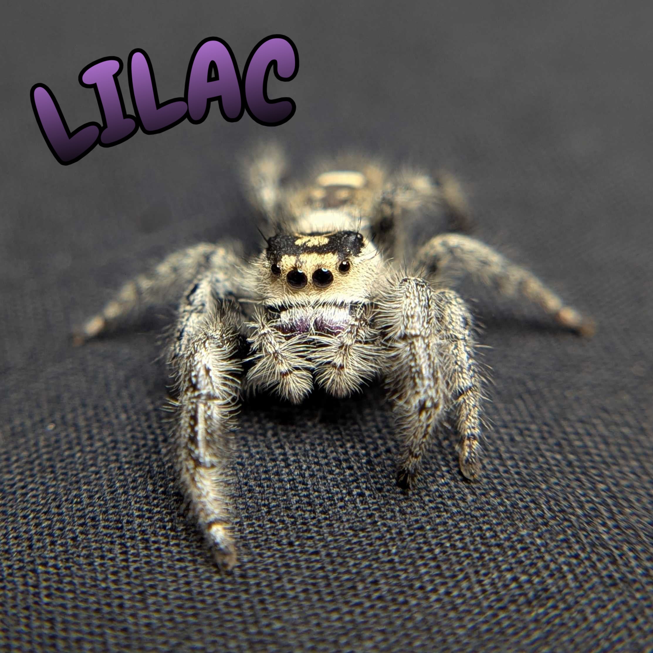 Regal Jumping Spider "Lilac"