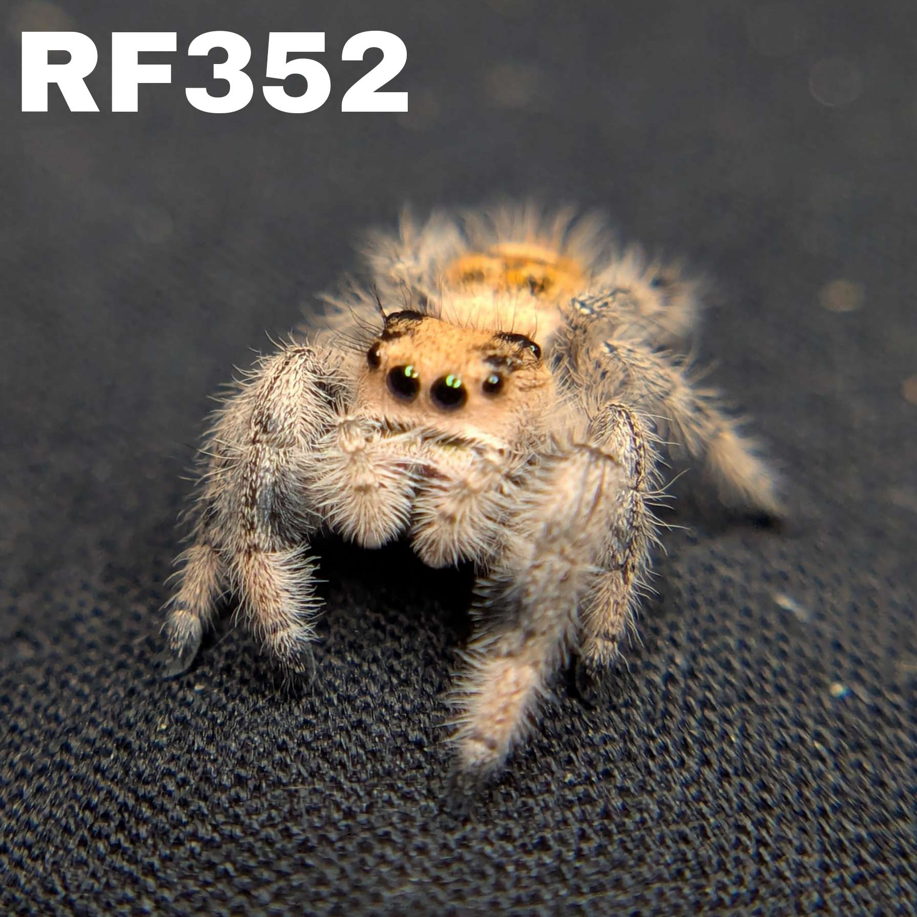 Regal Jumping Spider "Maria"