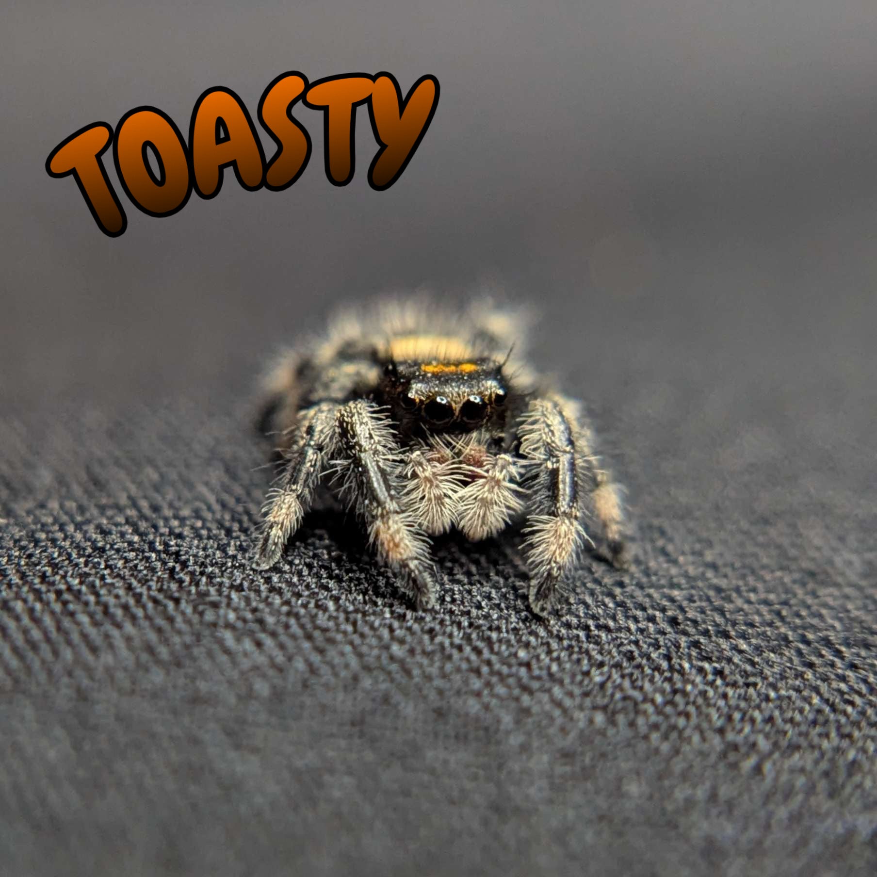 Regal Jumping Spider "Toasty"