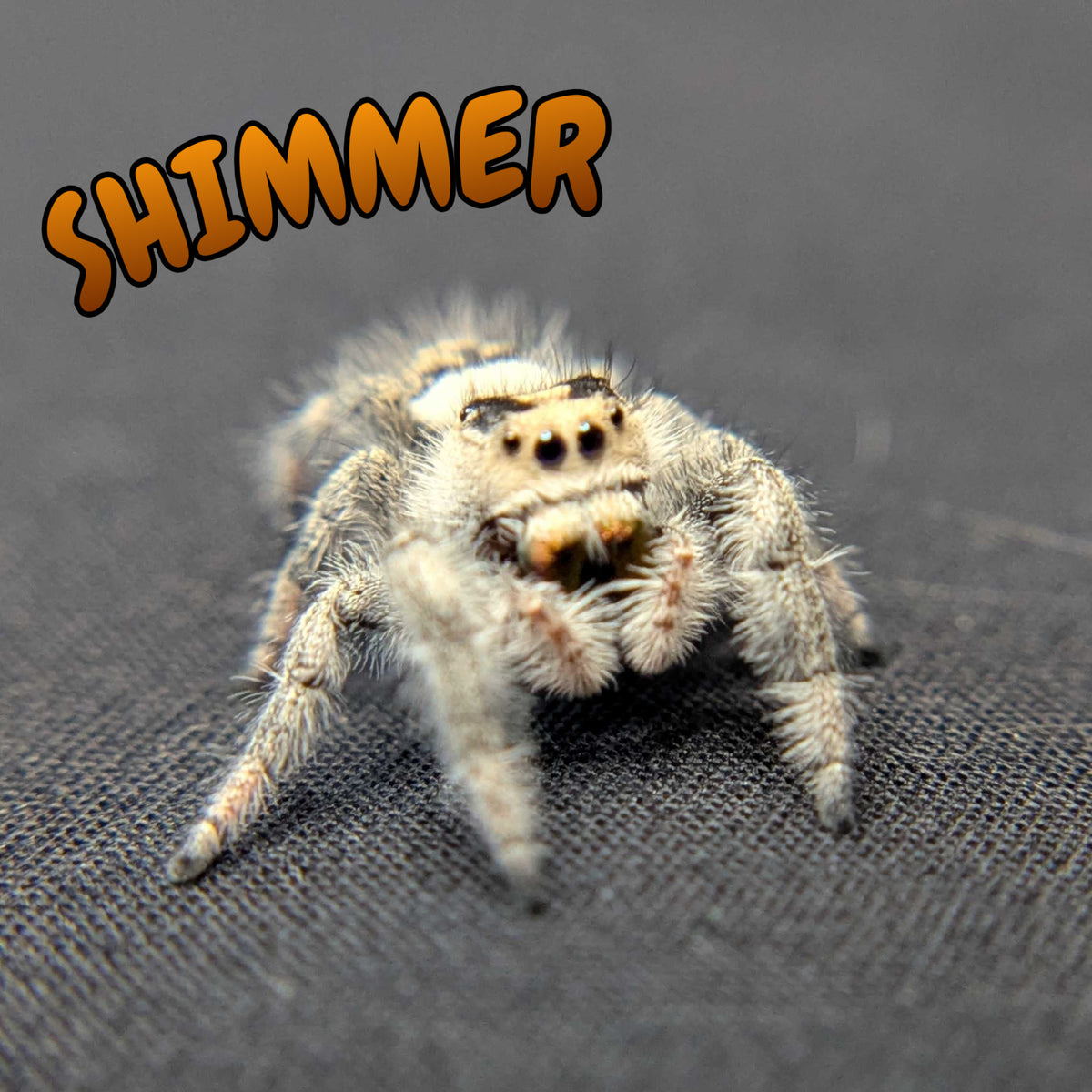 Regal Jumping Spider "Shimmer"