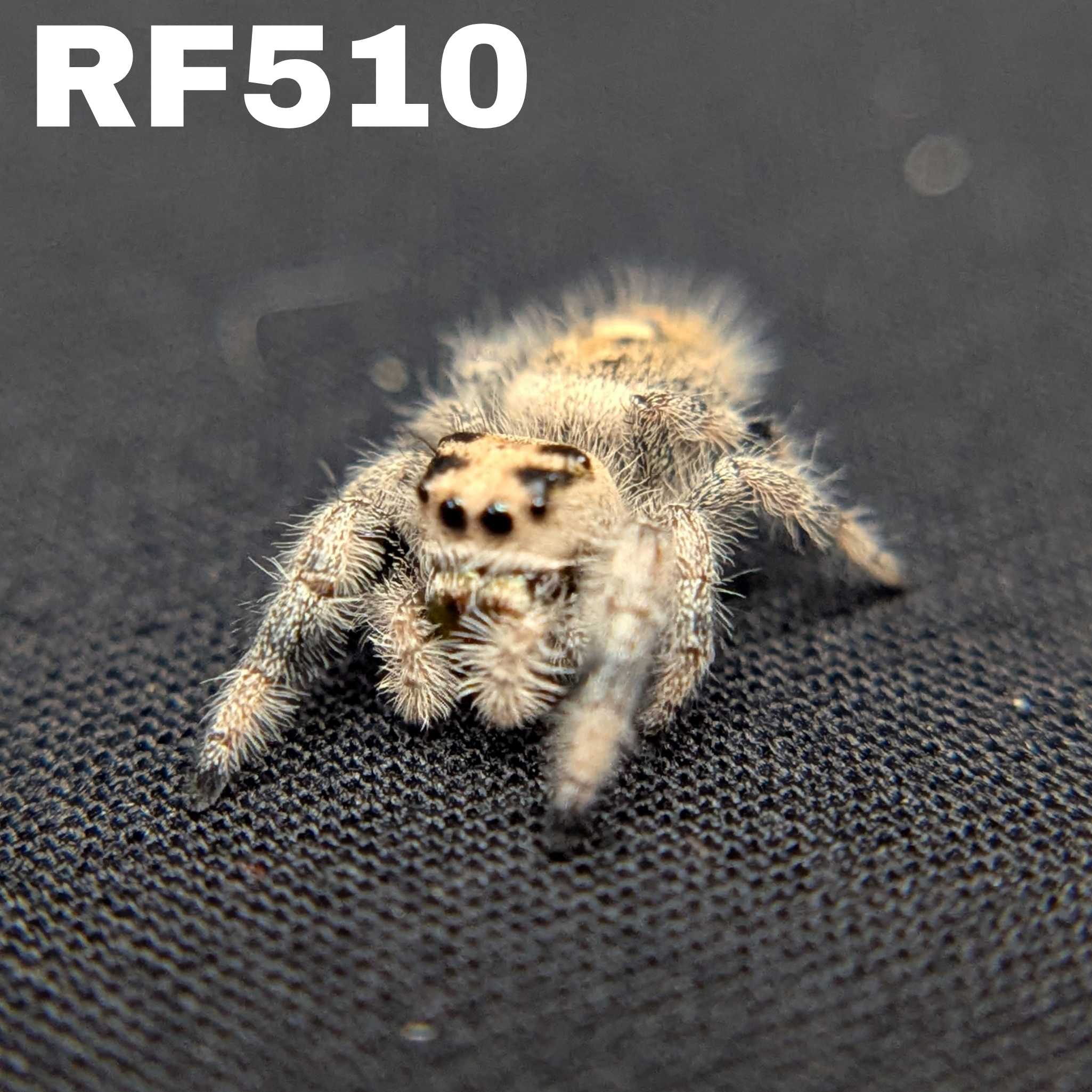 Regal Jumping Spider โIrisโ
