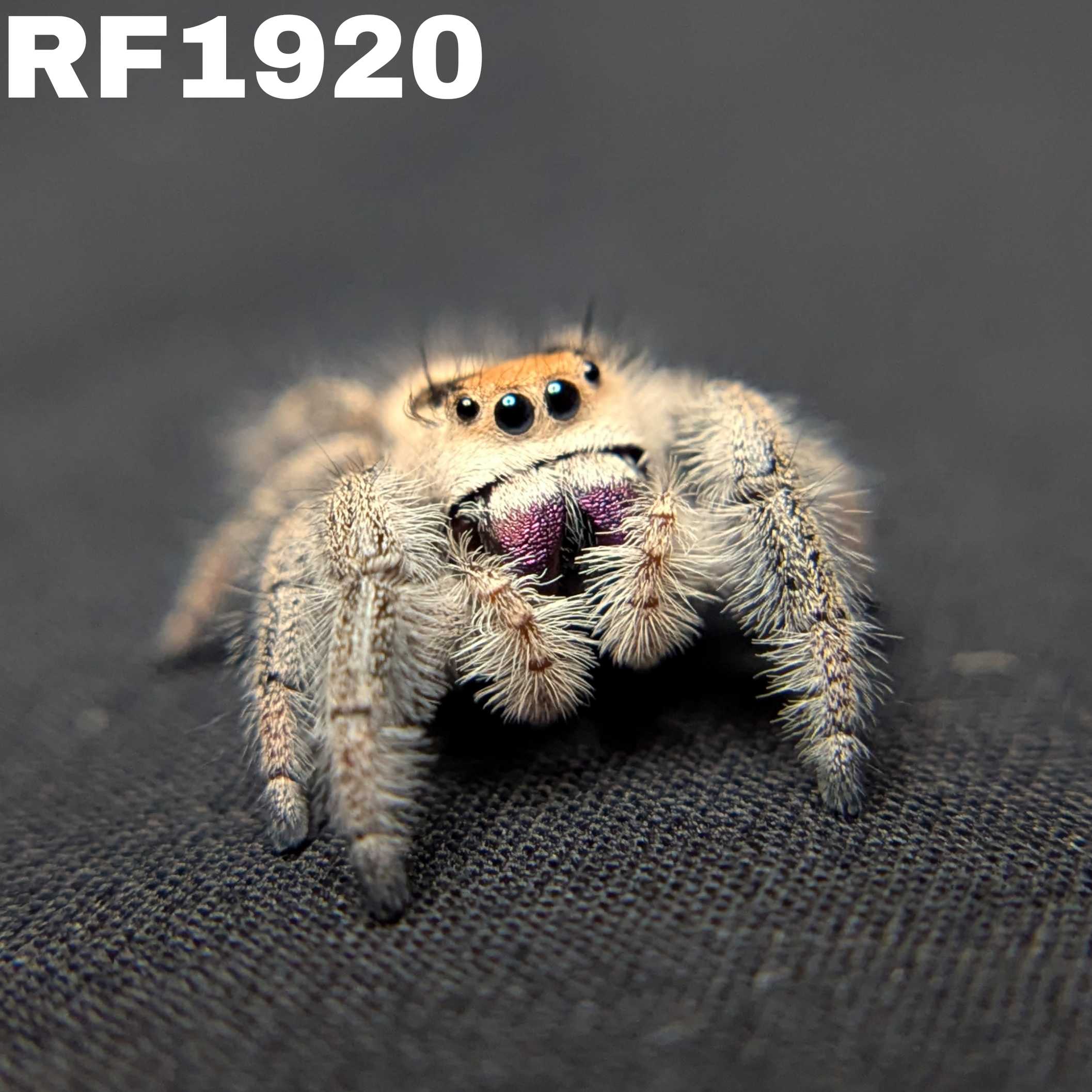 Regal Jumping Spider "Morticia"