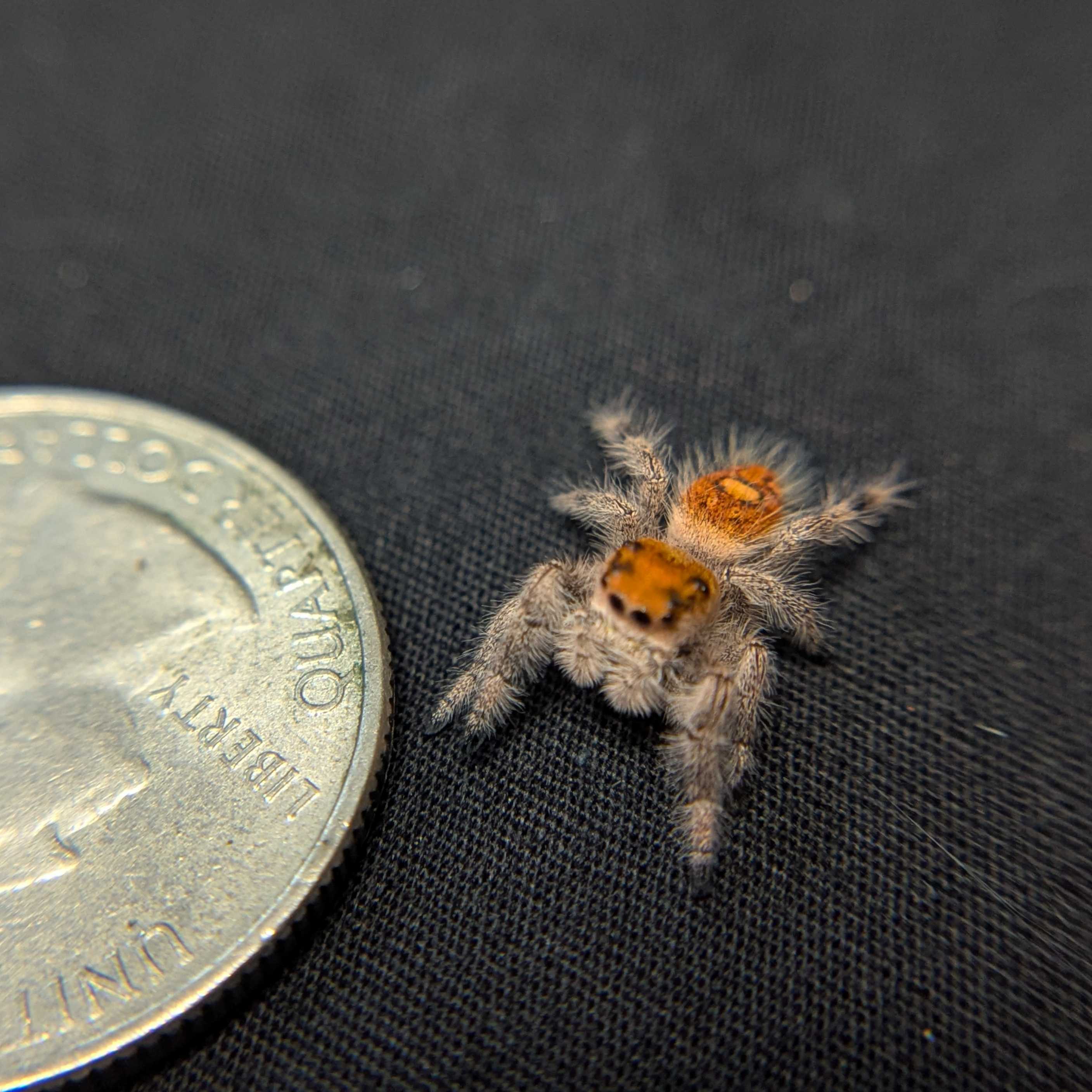 Regal Jumping Spider "Sunkiss"