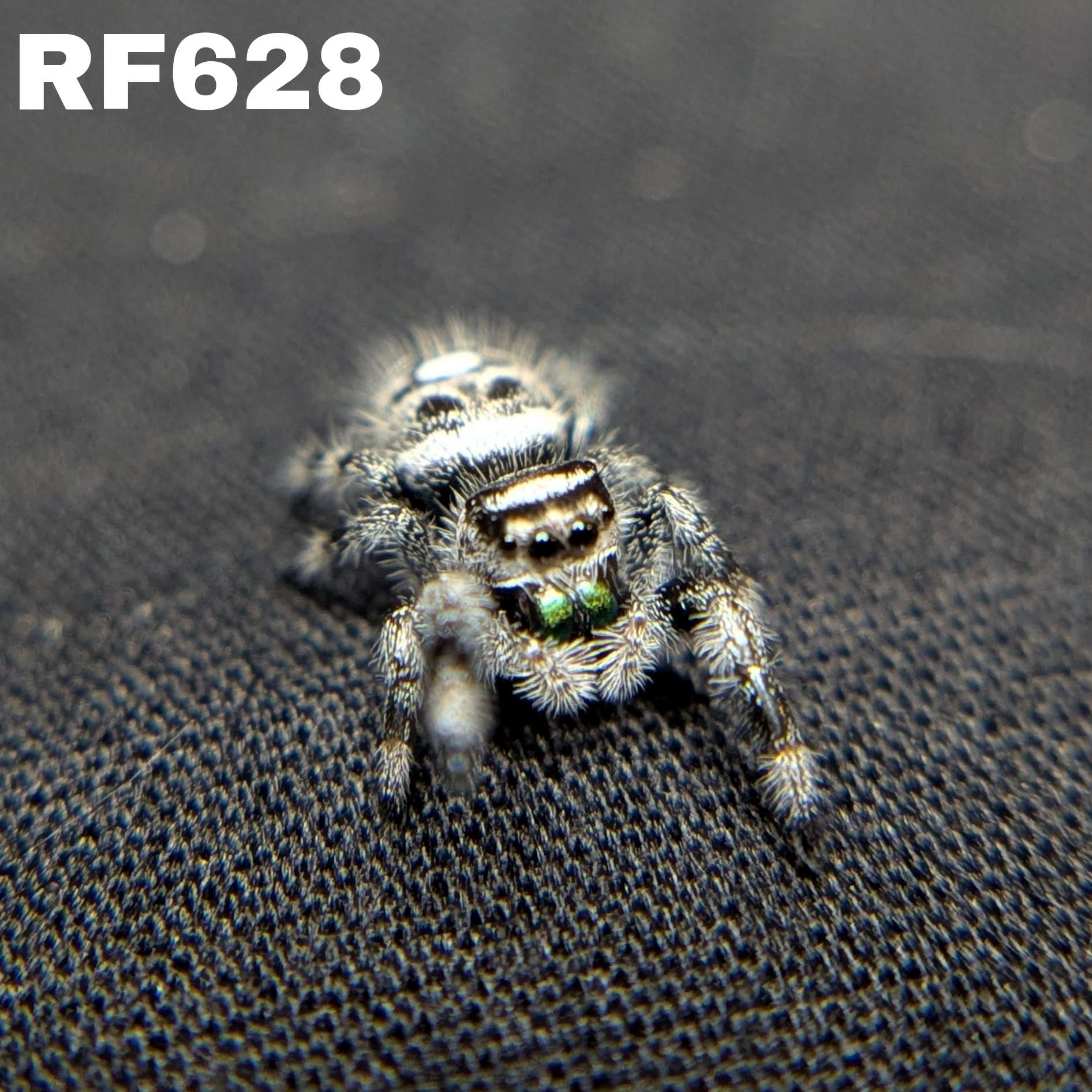 Regal Jumping Spider "Artichoke"