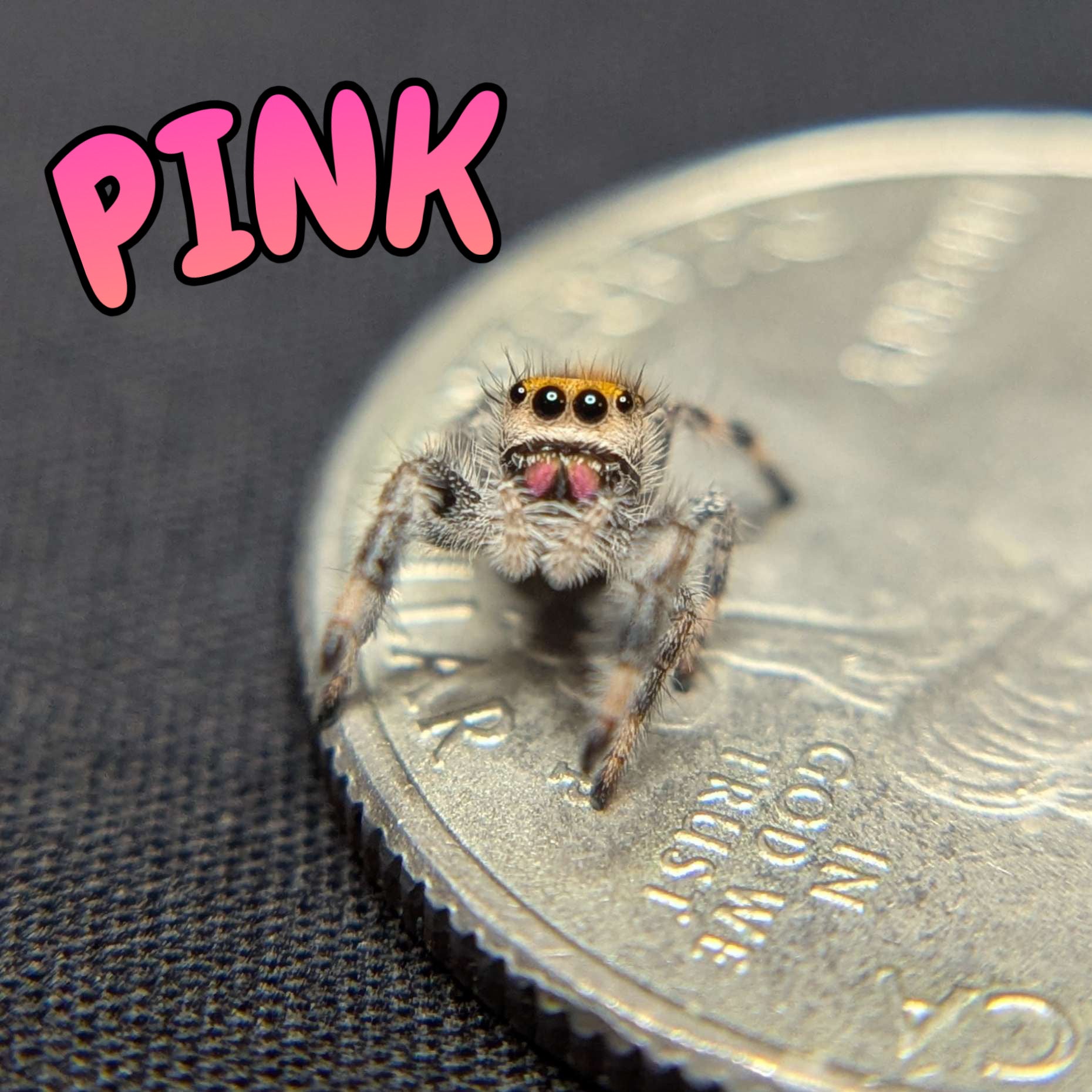 Regal Jumping Spider "Pink"
