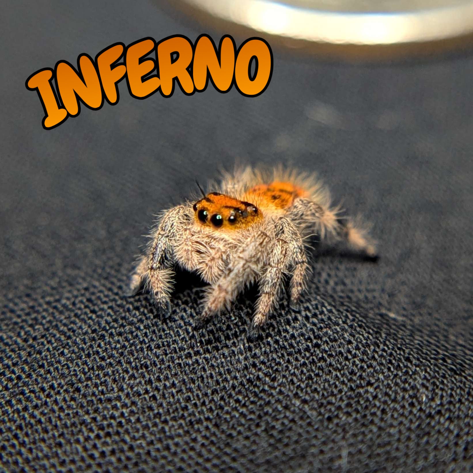 Regal Jumping Spider “Inferno”