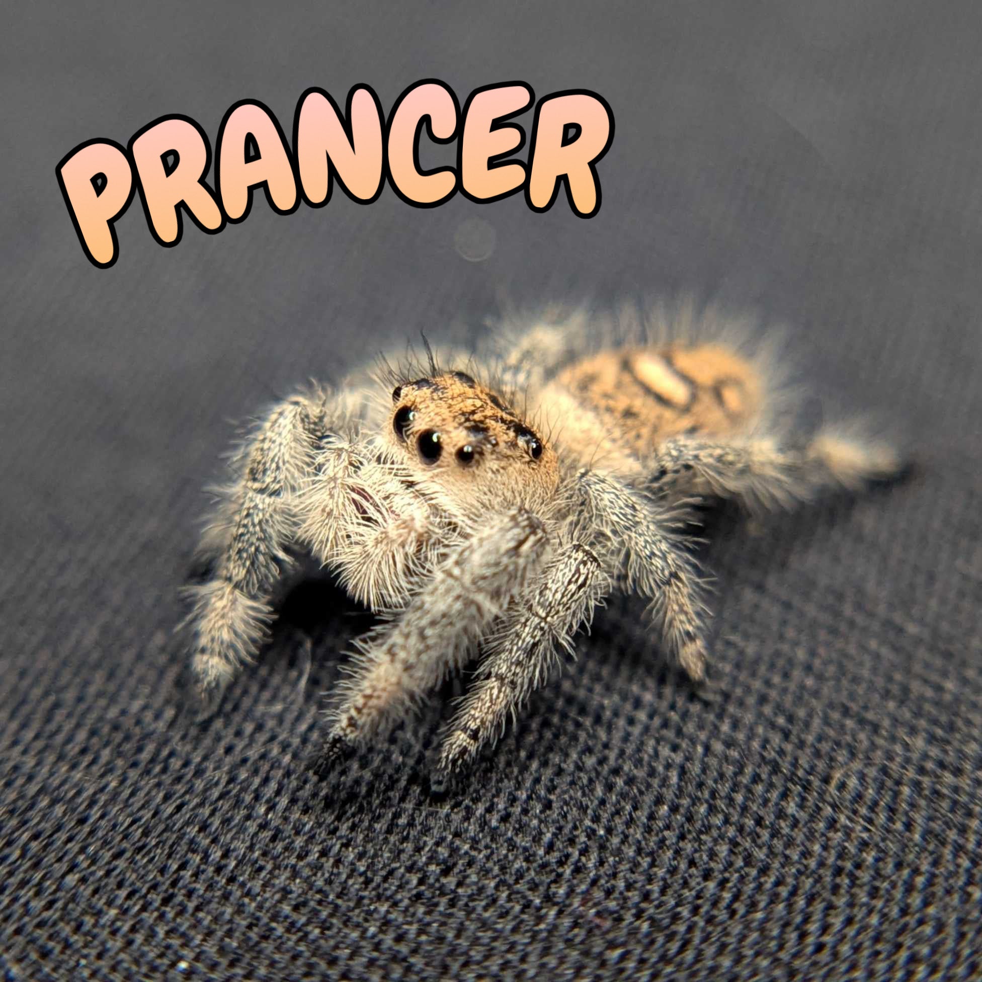 Regal Jumping Spider “Prancer”