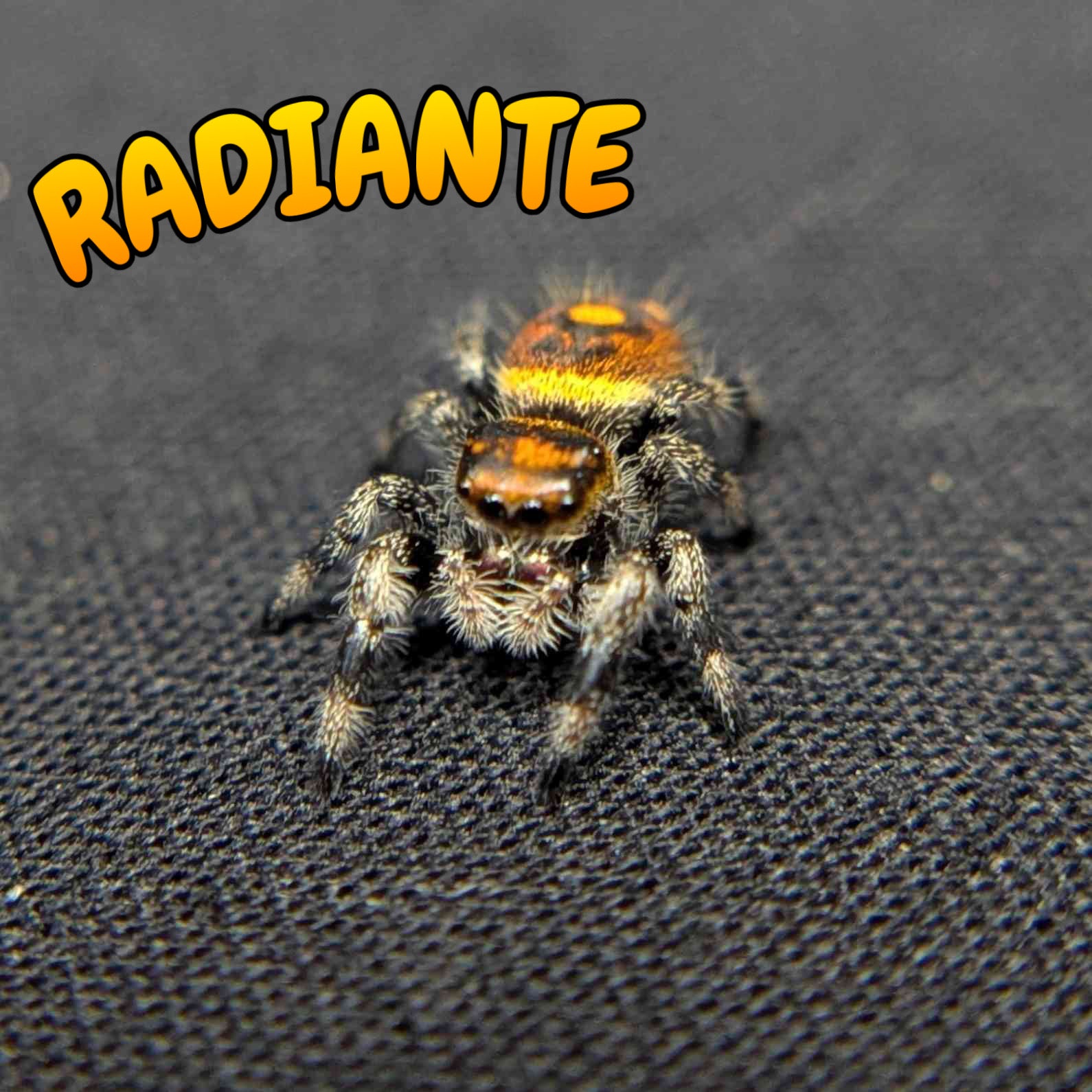 Regal Jumping Spider "Radiante"
