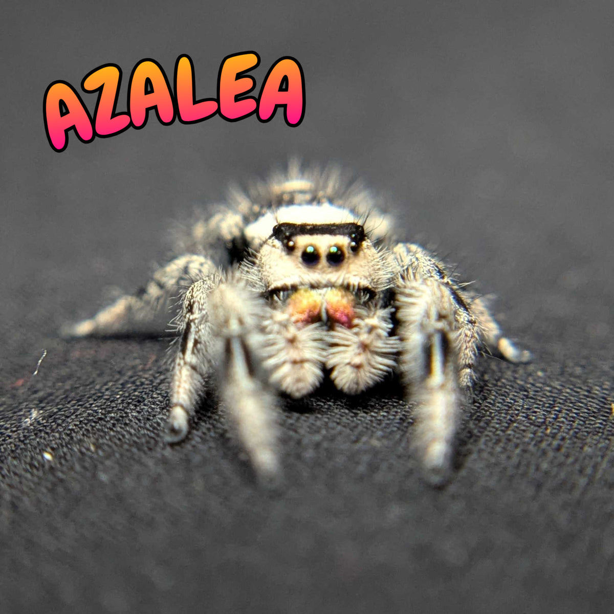 Regal Jumping Spider “Azalea”