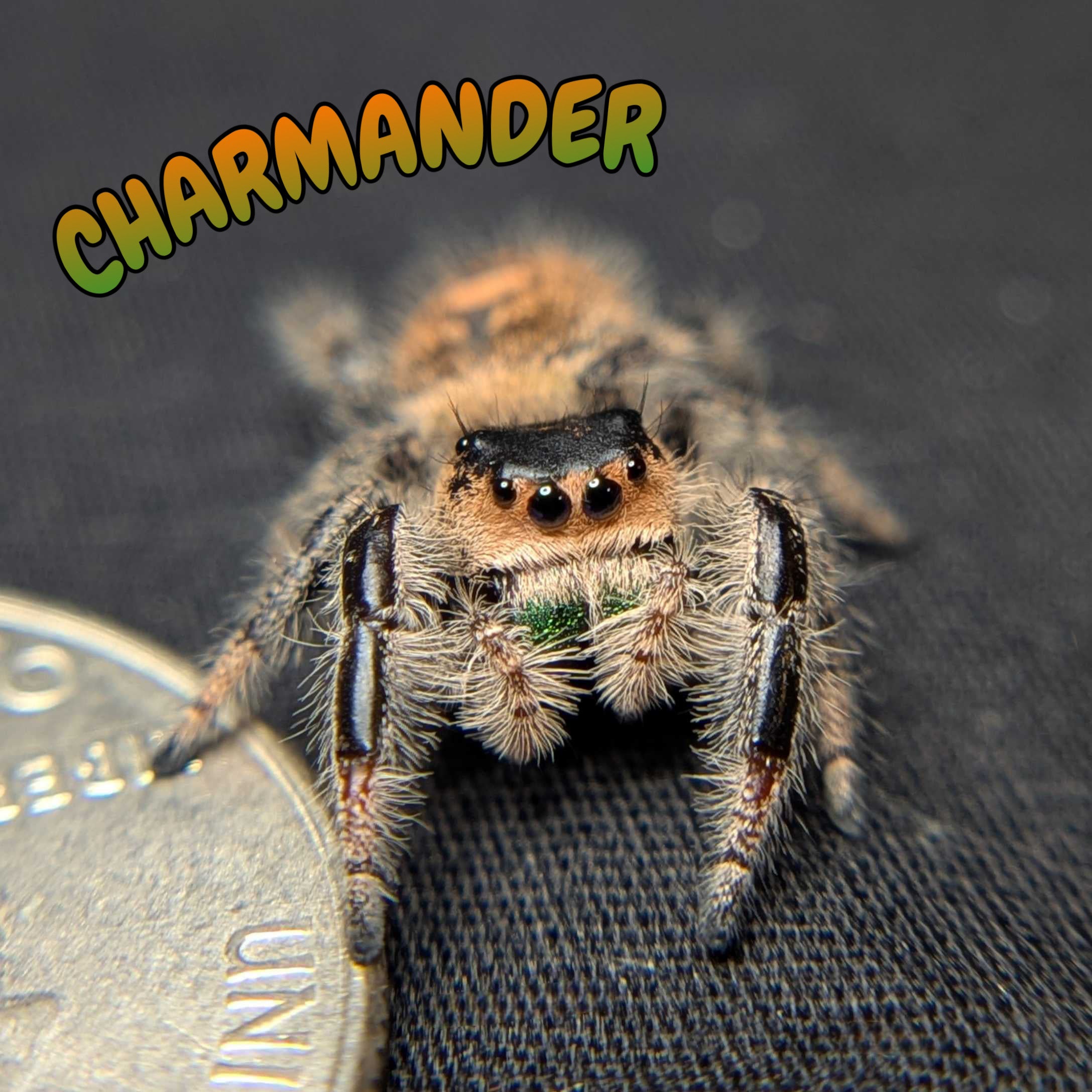 Regal Jumping Spider "Charmander"