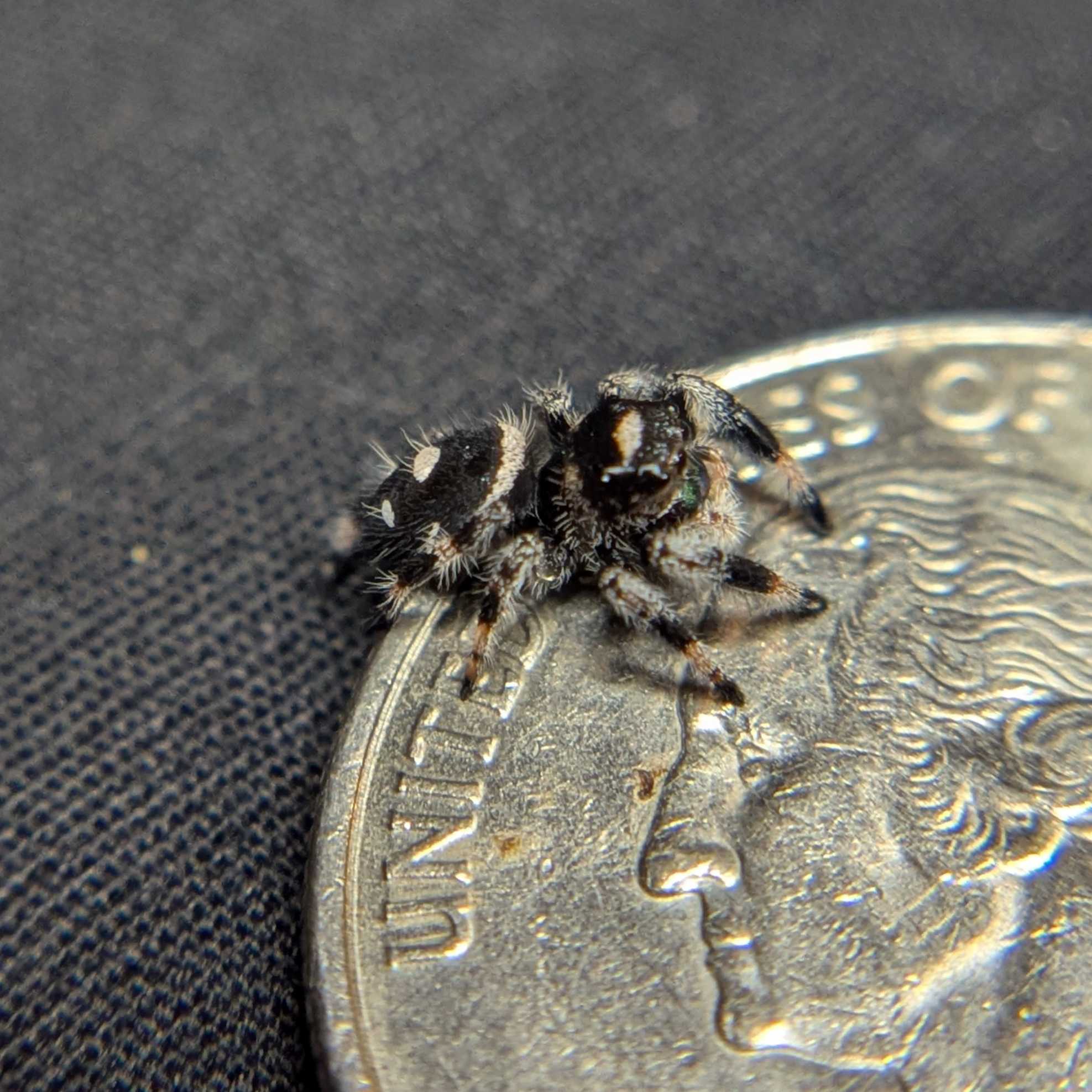 Regal Jumping Spider "Bubbles"