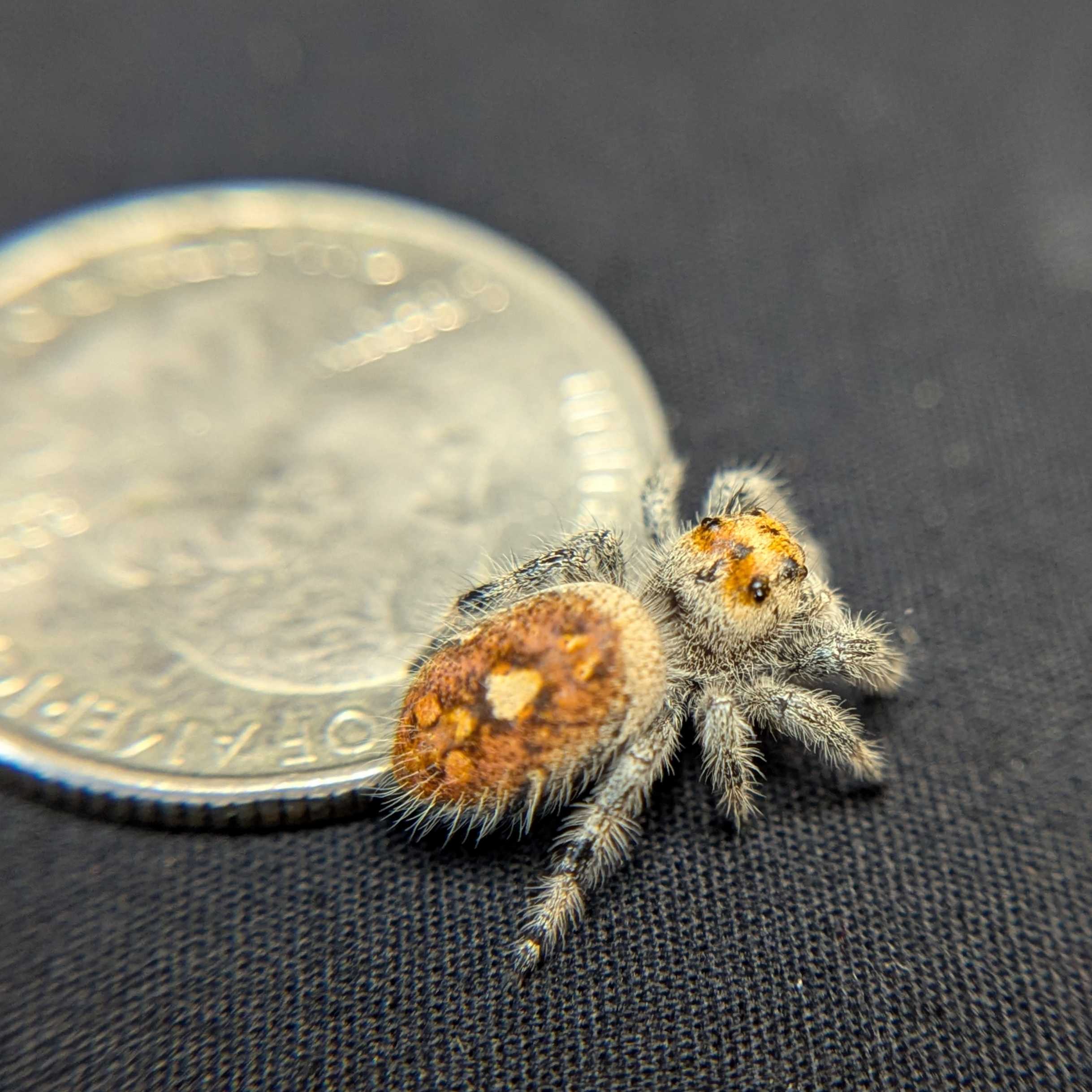 Regal Jumping Spider “Poppy”
