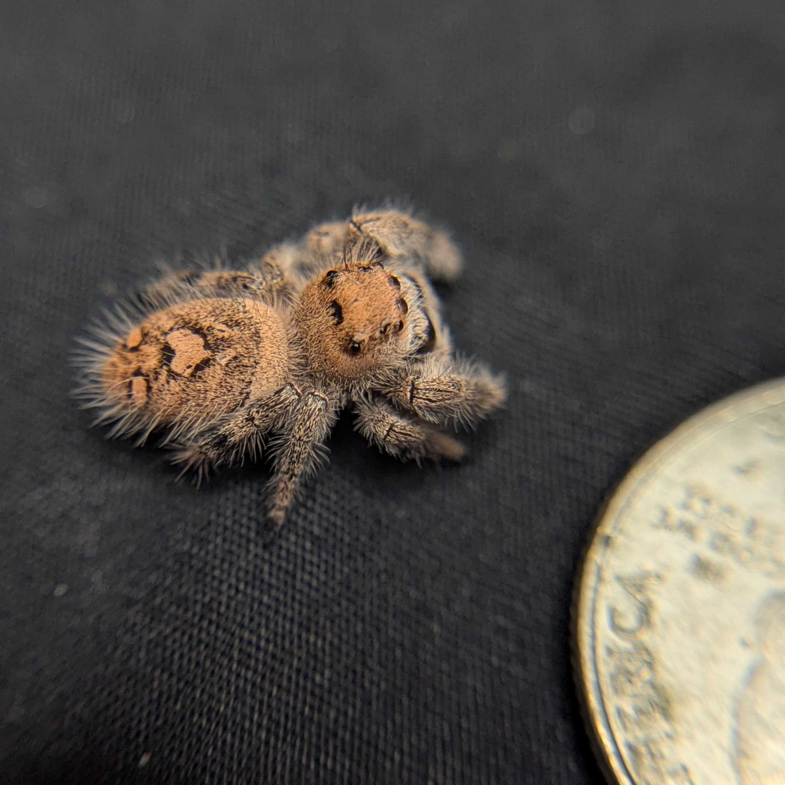 Regal Jumping Spider "Pasta"