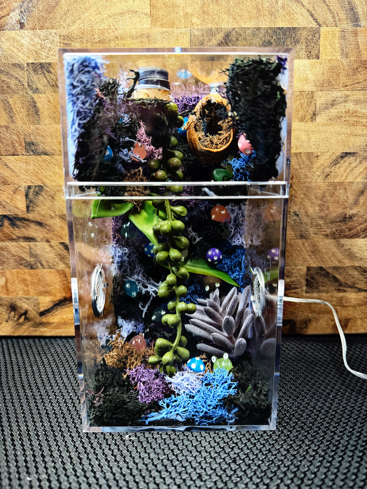 ~Fairy Lights~ Custom Jumping Spider Enclosure