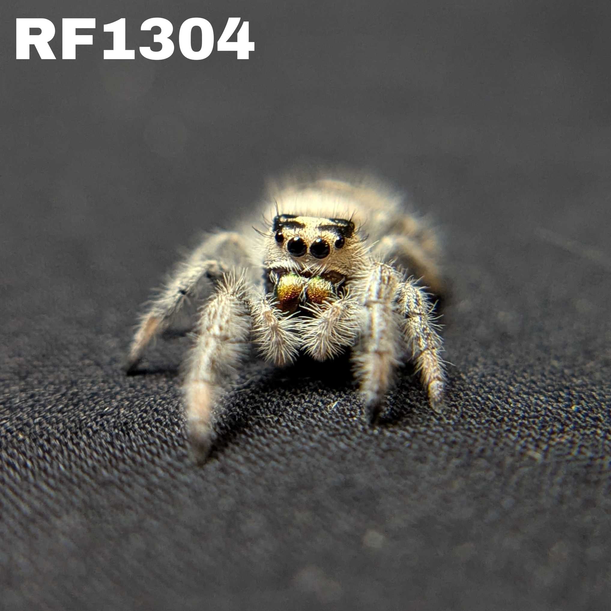 Regal Jumping Spider "Juice"