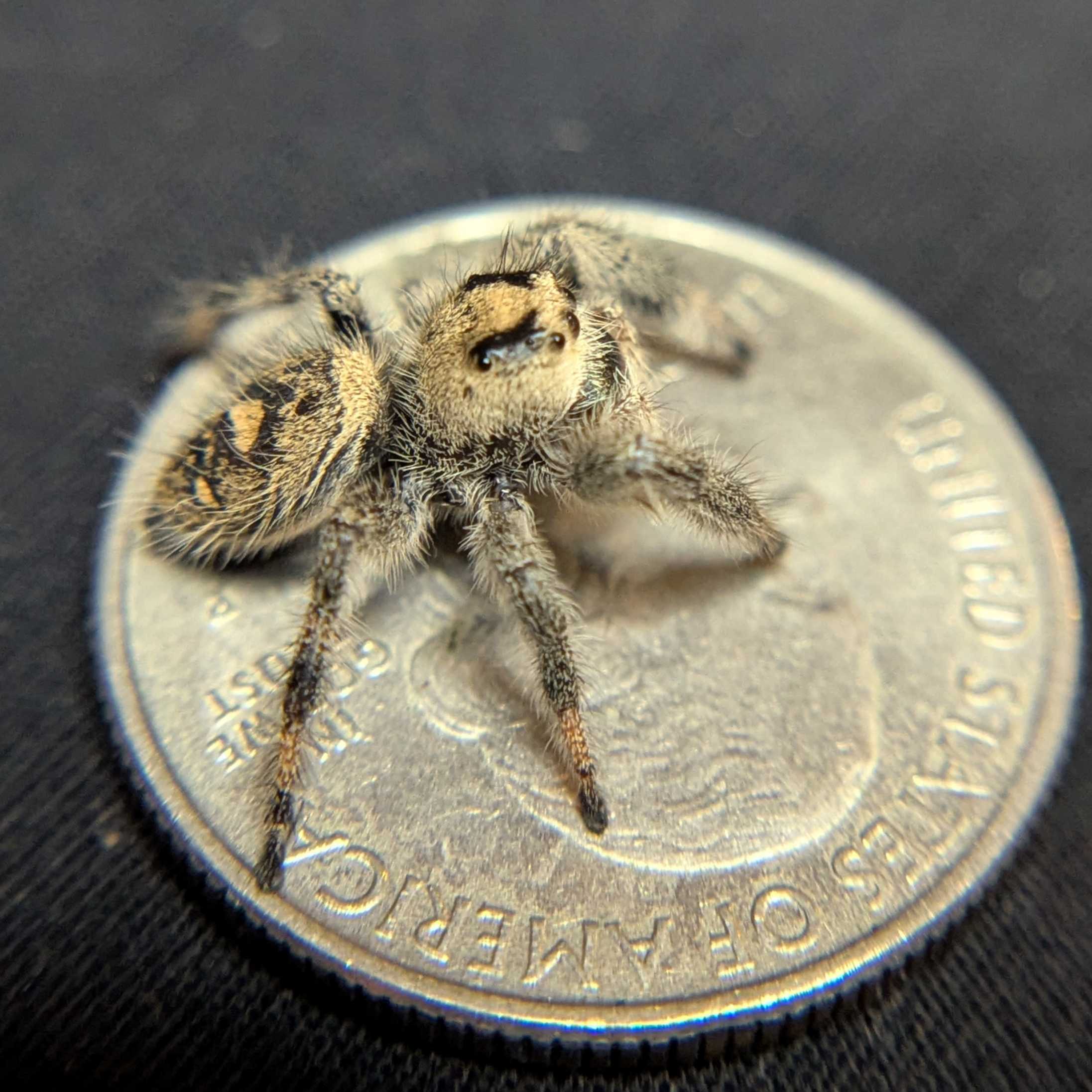 Regal Jumping Spider "Burberry"