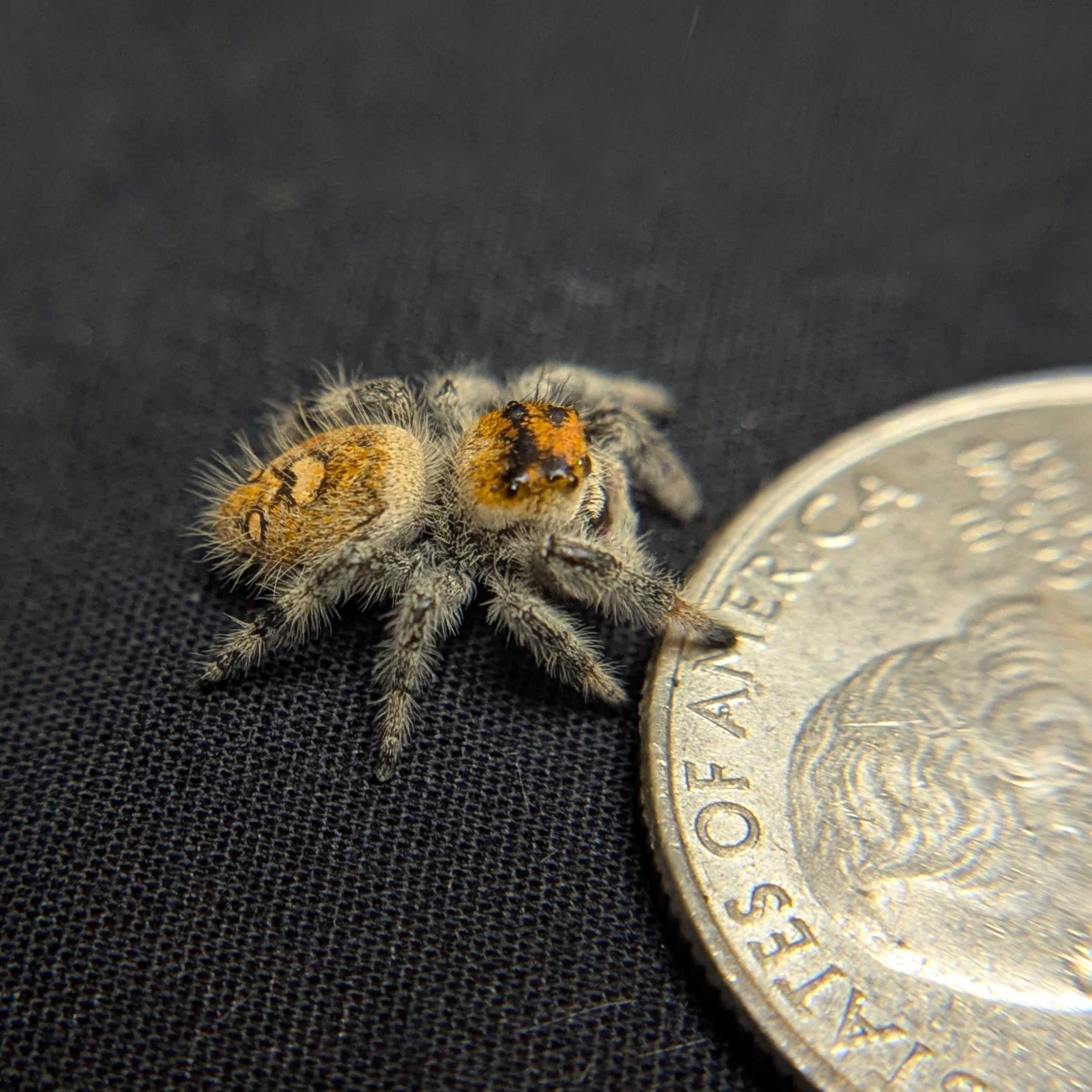 Regal Jumping Spider "Lavender"