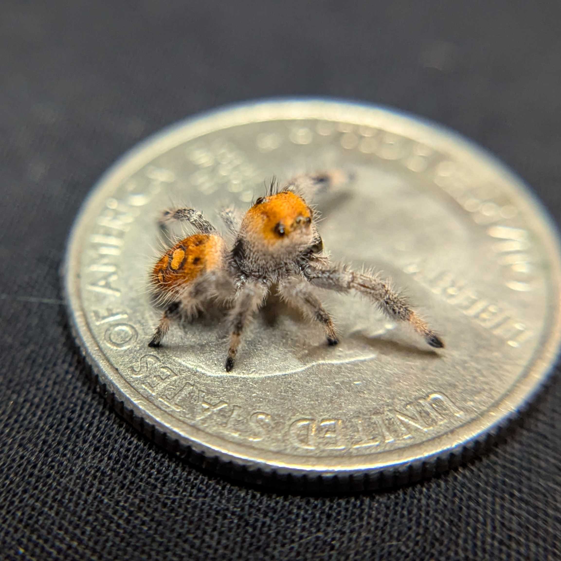 Regal Jumping Spider "Fireball"