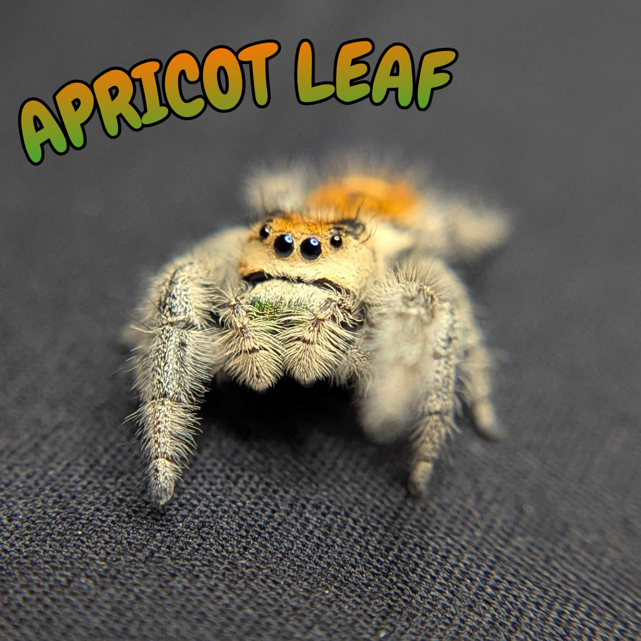 Regal Jumping Spider “Apricot Leaf”