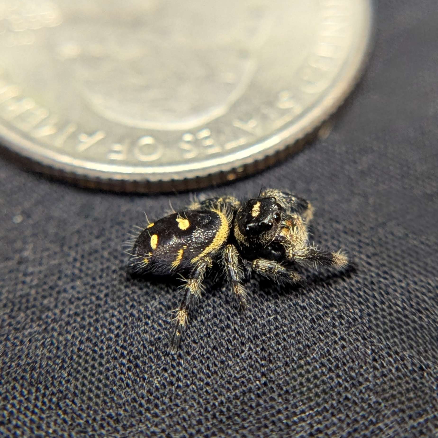Regal Jumping Spider "Halo"