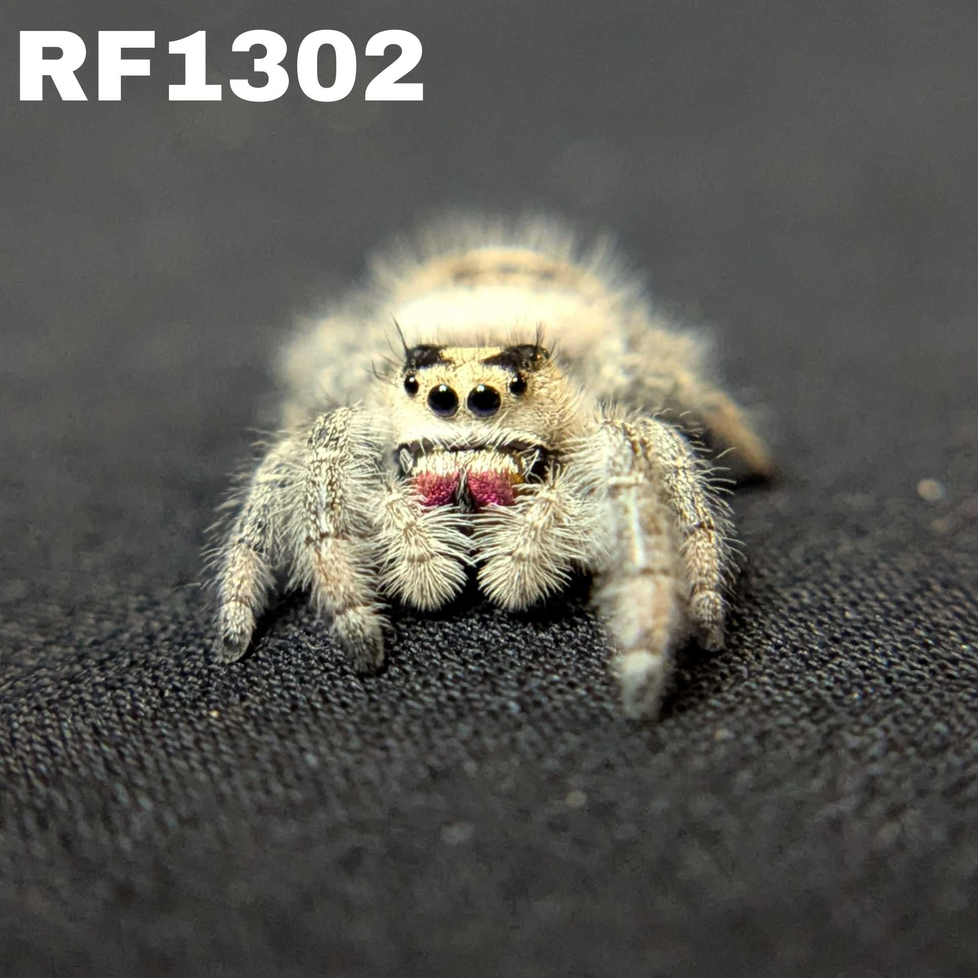 Regal Jumping Spider "Wildberry"