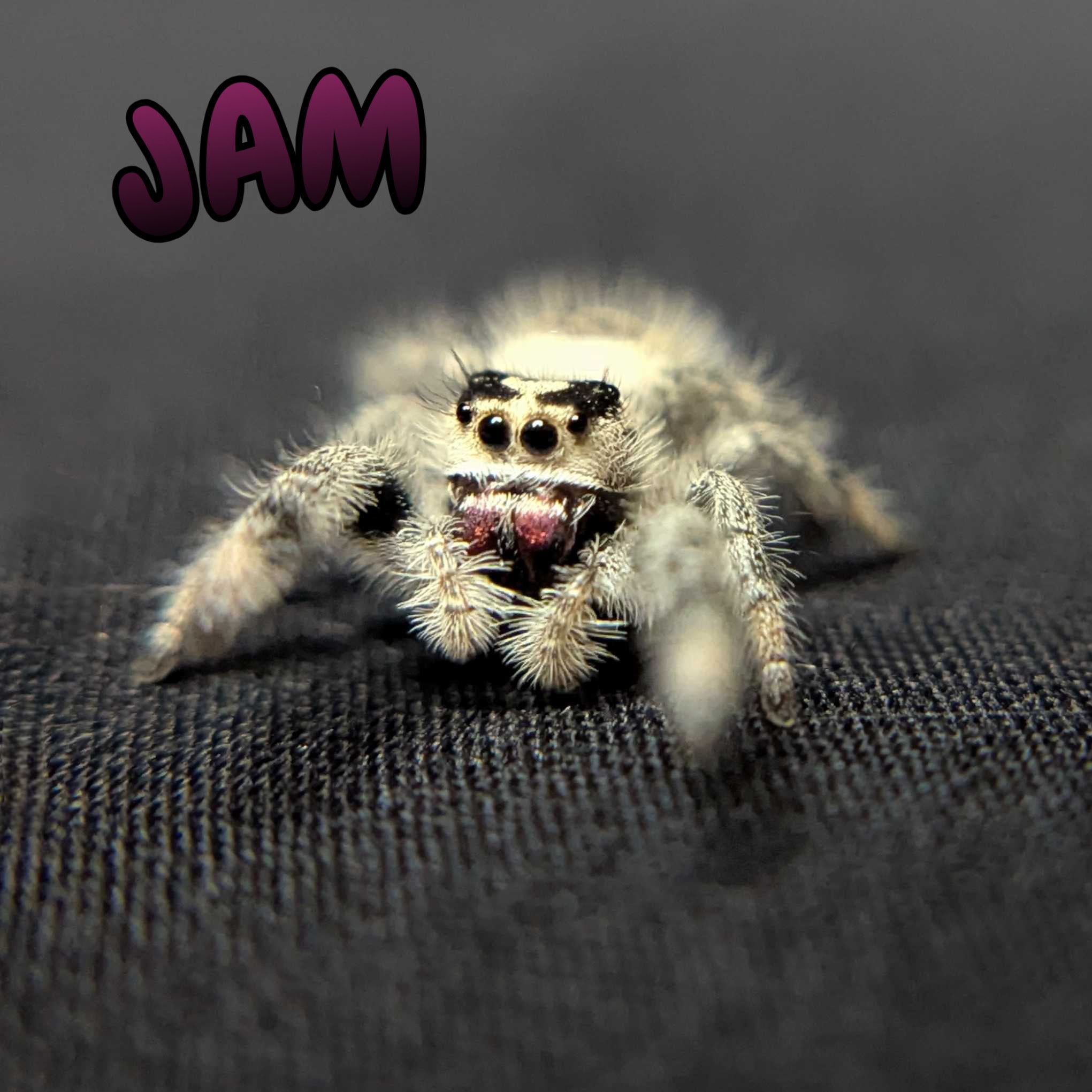 Regal Jumping Spider "Jam"