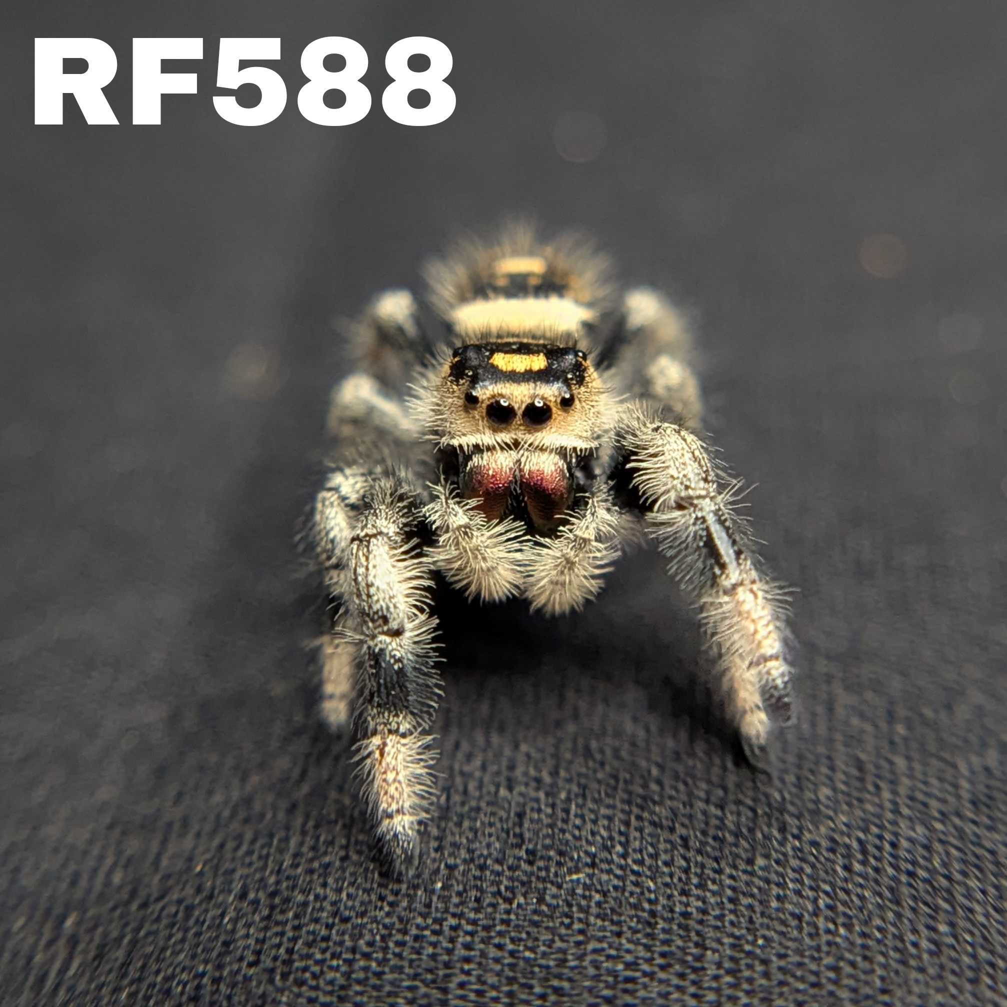 Regal Jumping Spider "Tiger"