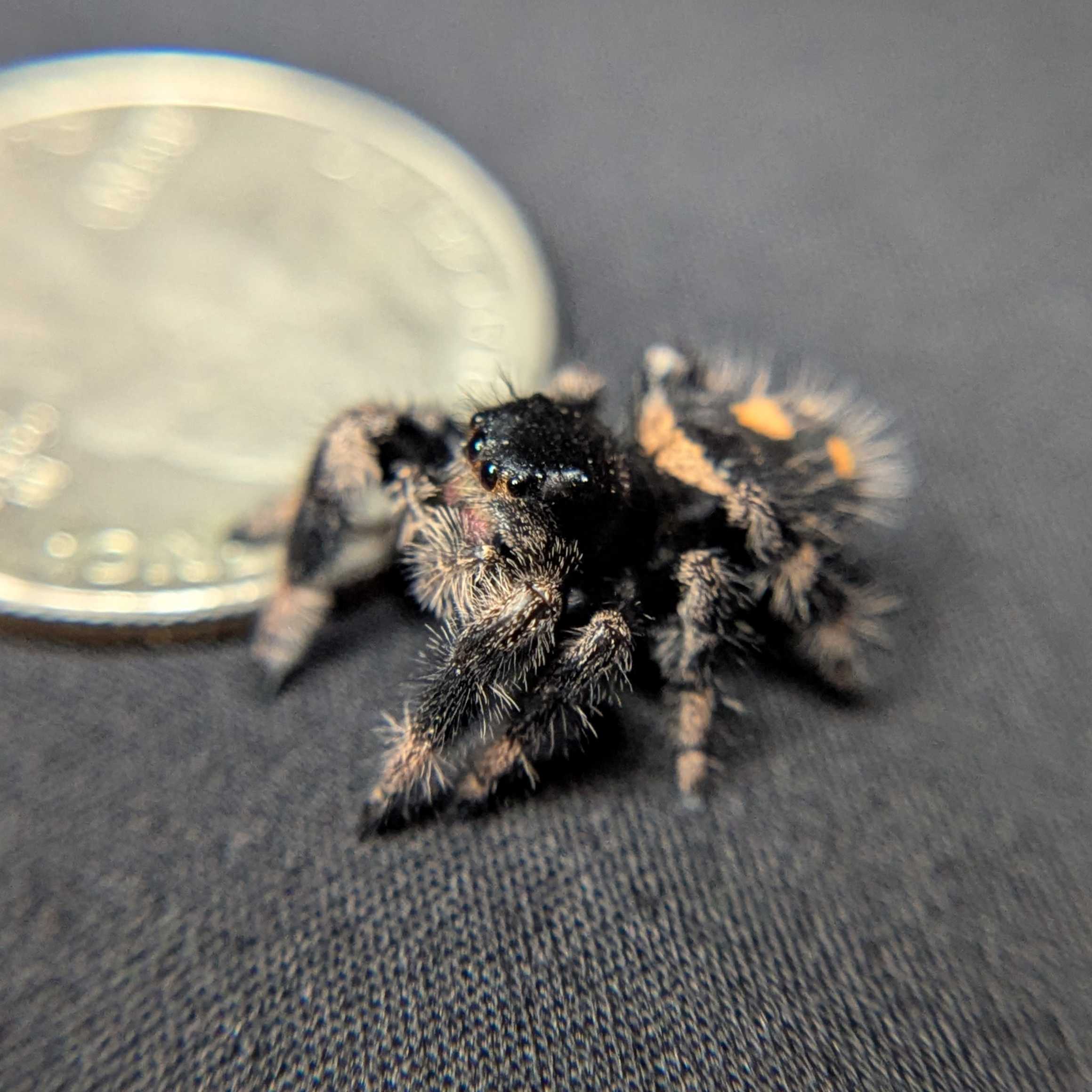 Regal Jumping Spider "Goose"