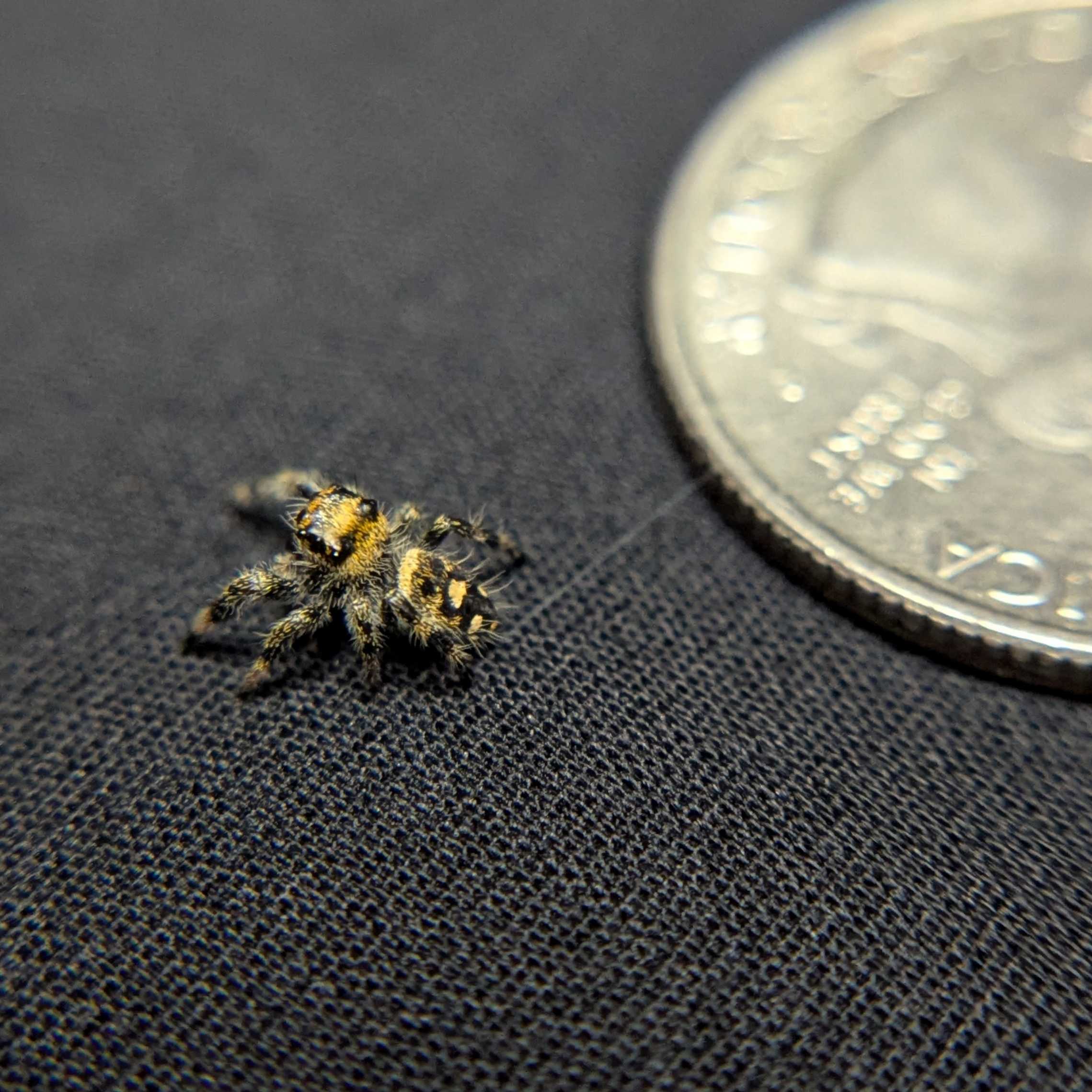 Regal Jumping Spider "Bell"