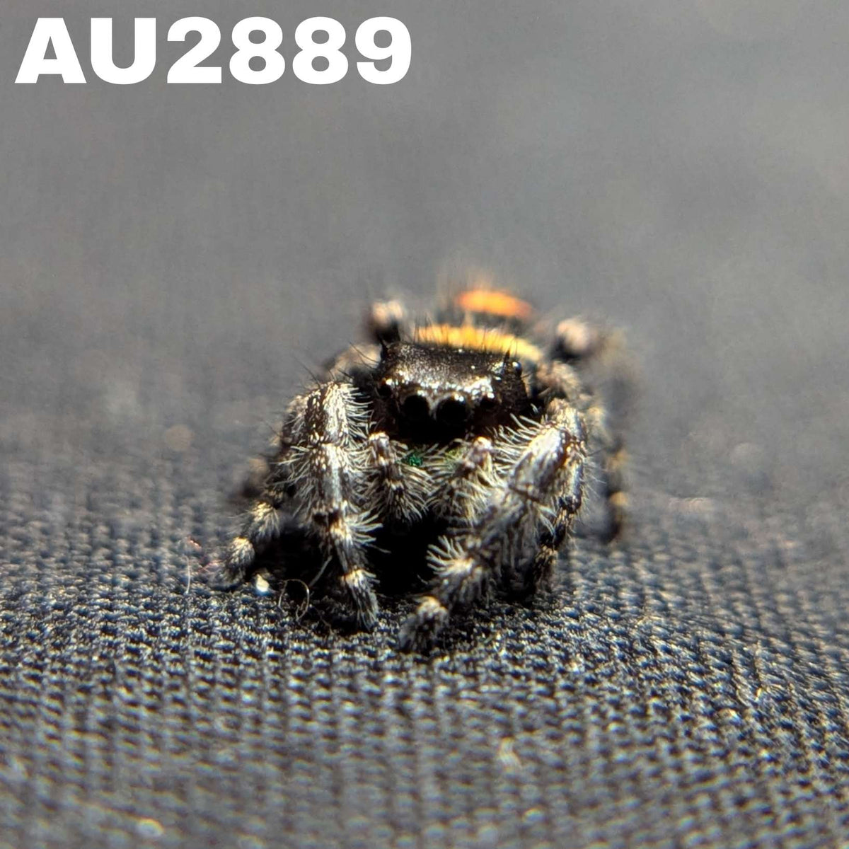 Audax Bryantae Jumping Spider "Java"