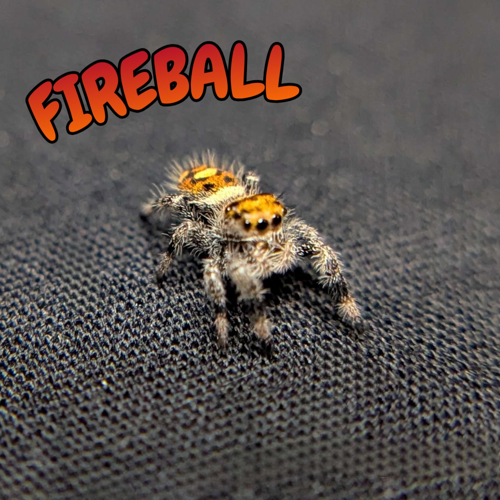 Regal Jumping Spider "Fireball"