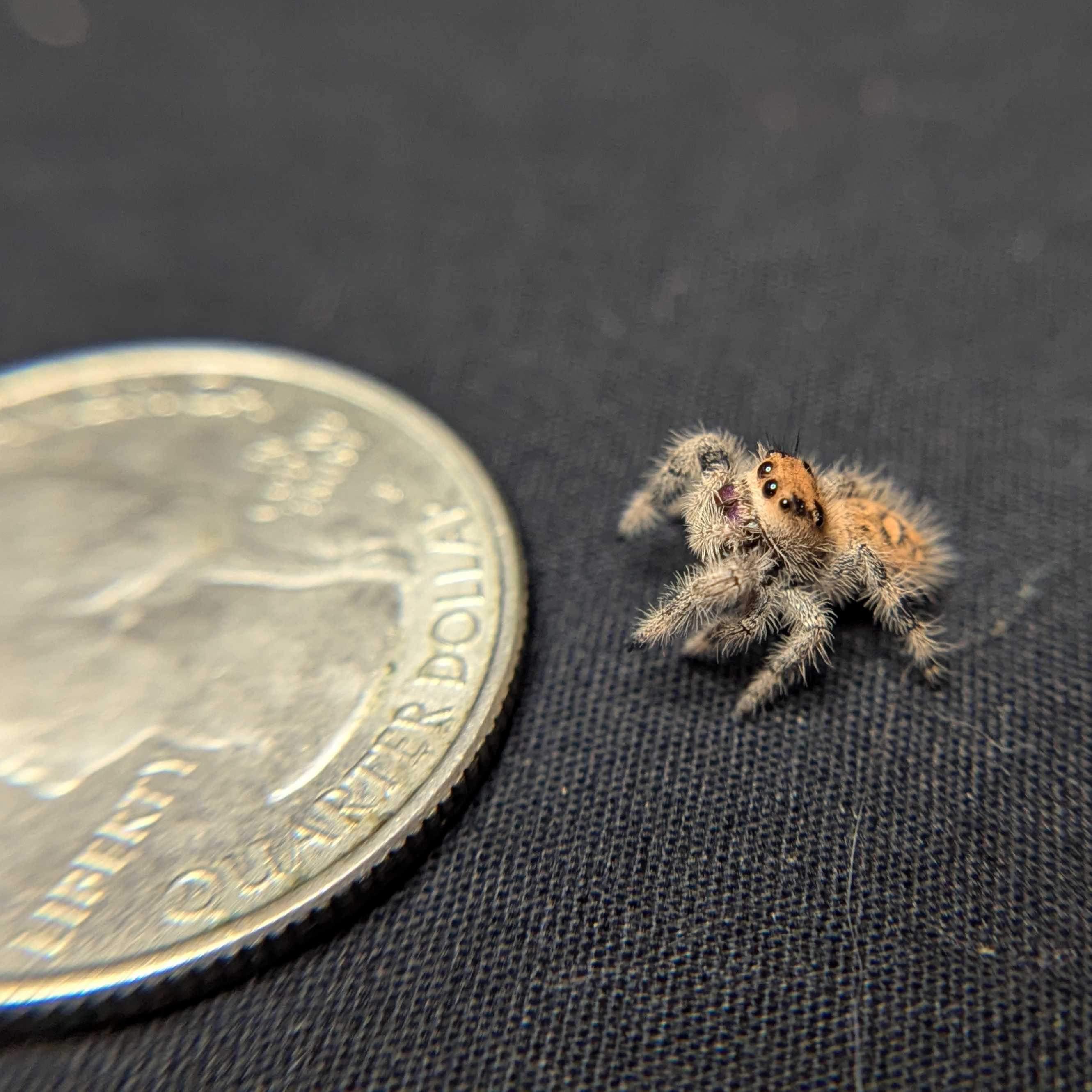 Regal Jumping Spider "Melody"